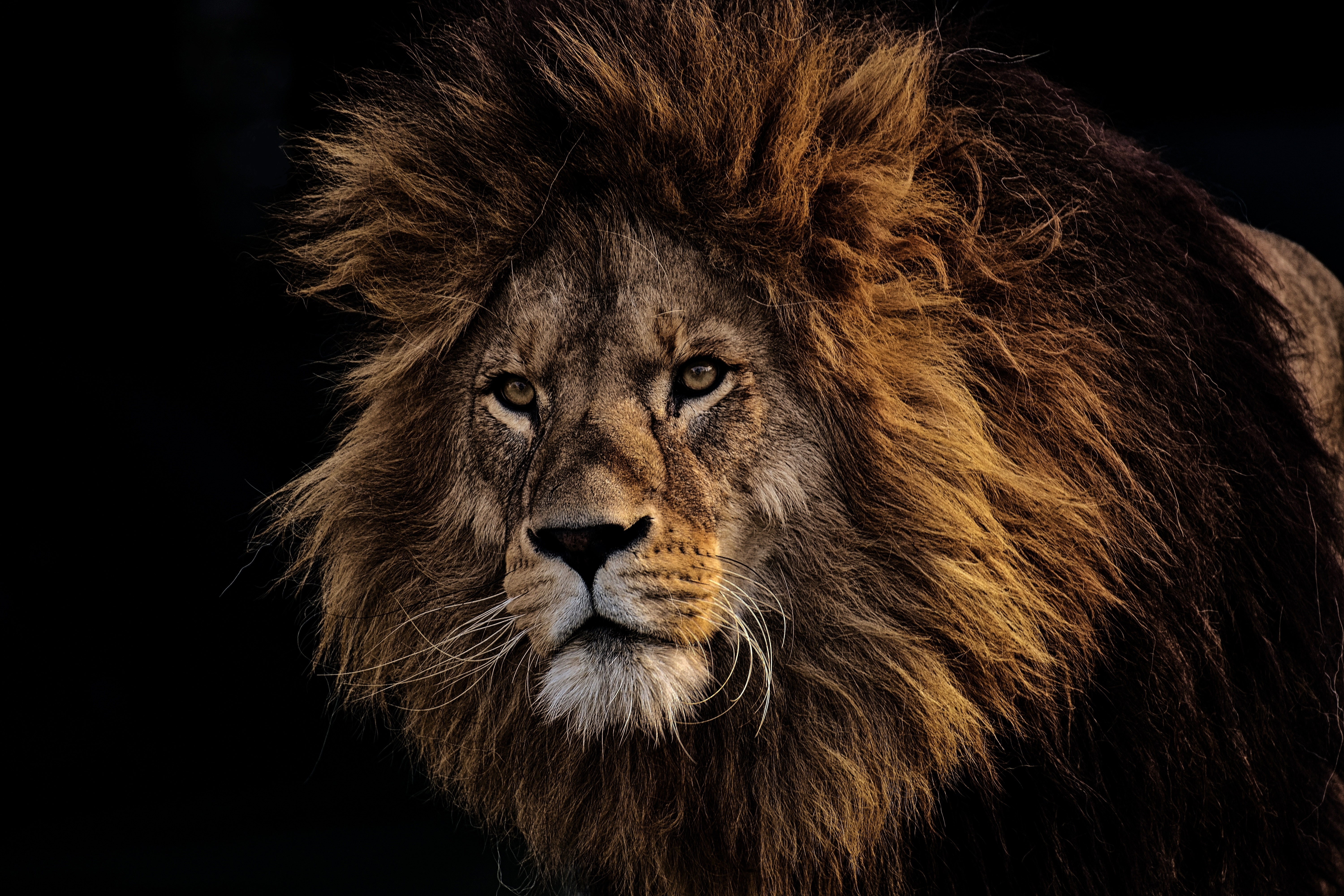 73525 descargar fondo de pantalla bozal, animales, león, un leon, depredador, melena, rey de las bestias: protectores de pantalla e imágenes gratis