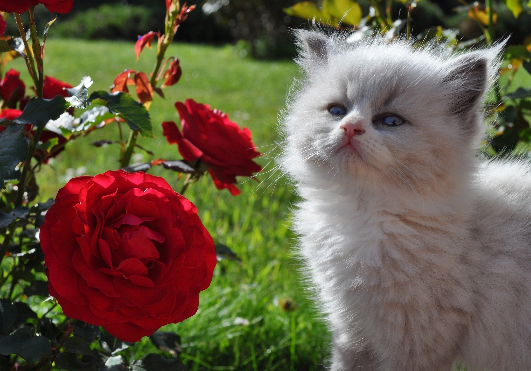 animals, rose flower, fluffy, grass, muzzle, rose, kitty, kitten, sight, opinion UHD