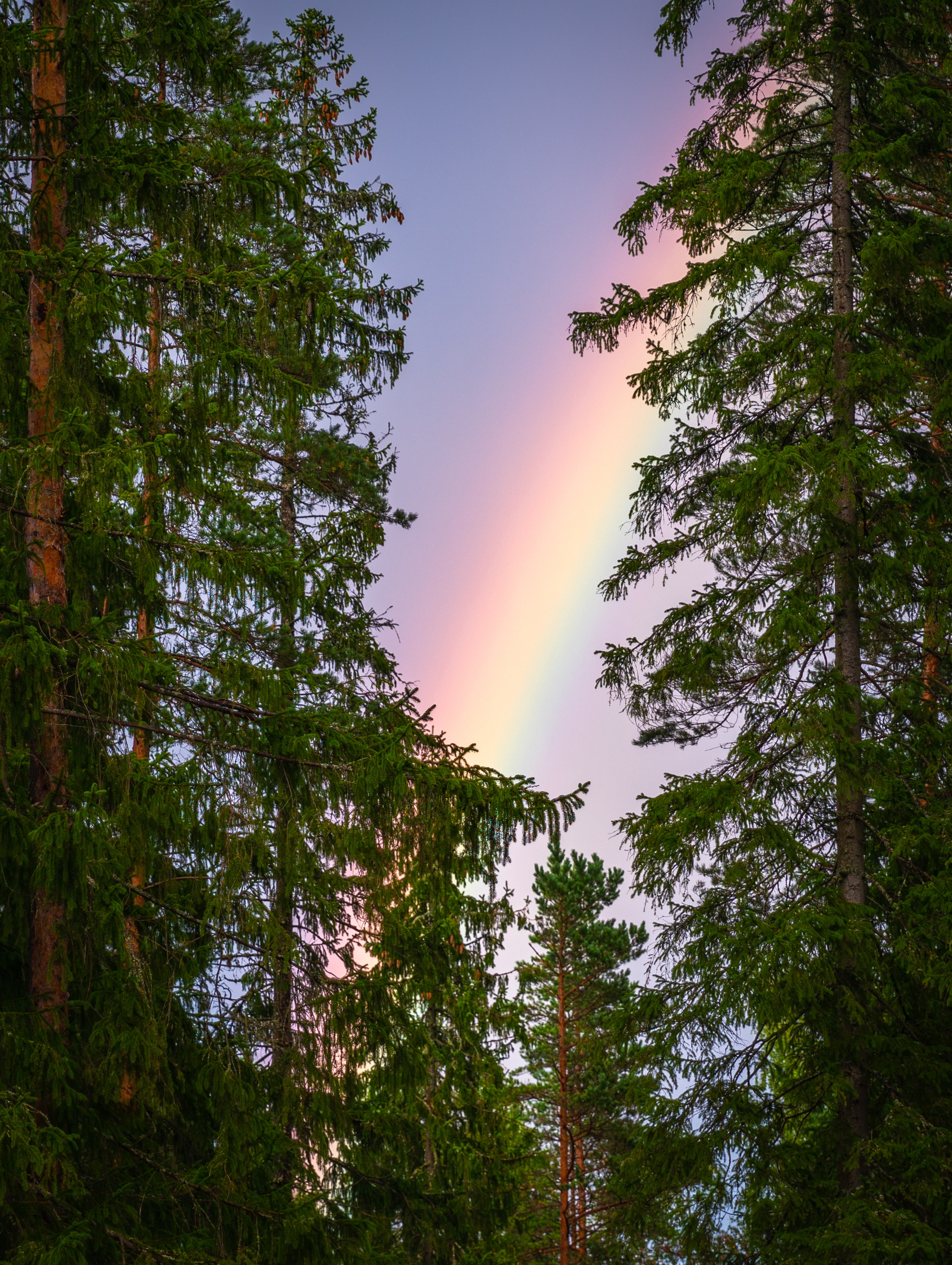 101736 скачать обои радуга, природное явление, после дождя, ветки, небо, природа, деревья - заставки и картинки бесплатно