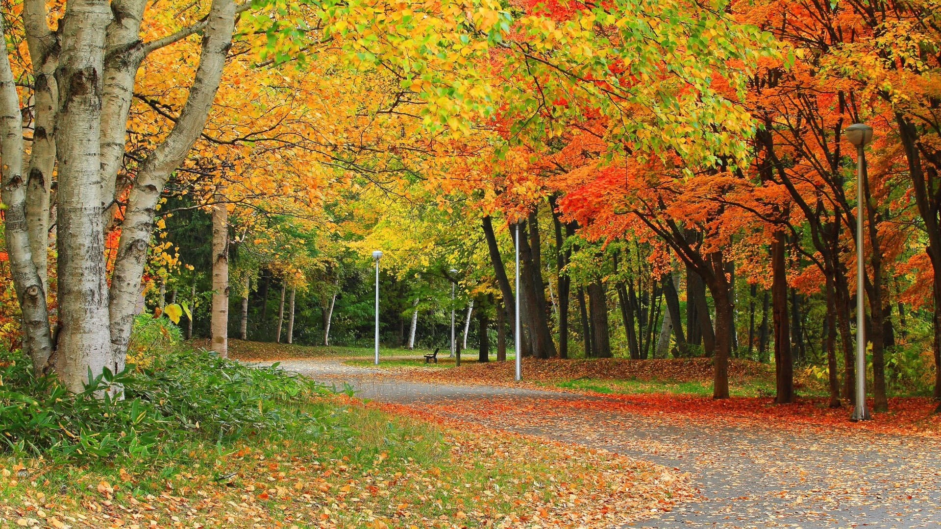 無料モバイル壁紙木, 秋, 道, 公園, 写真撮影をダウンロードします。