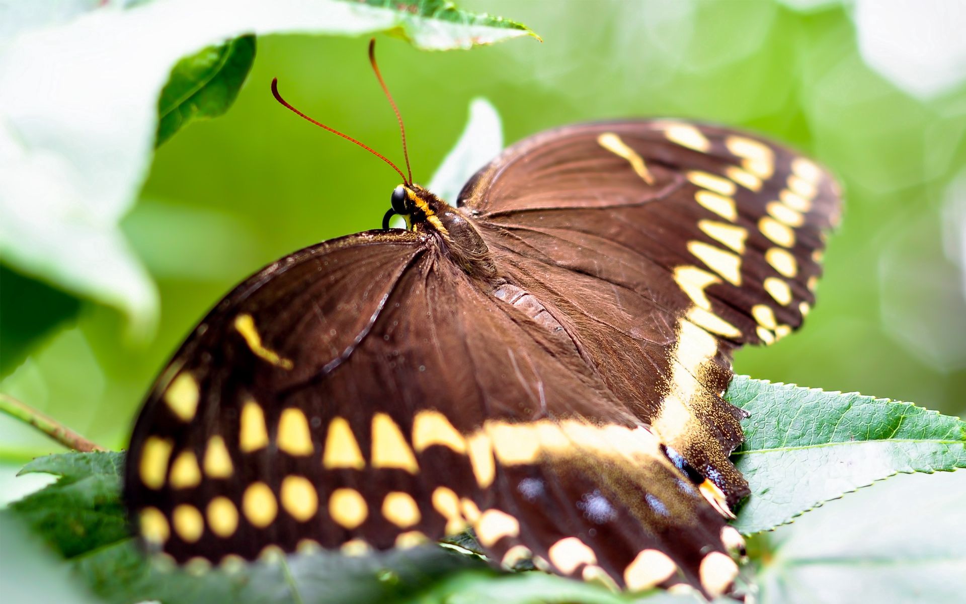 PCデスクトップに蝶, 大きい, マクロ, 色, バタフライ, 翼, 葉画像を無料でダウンロード