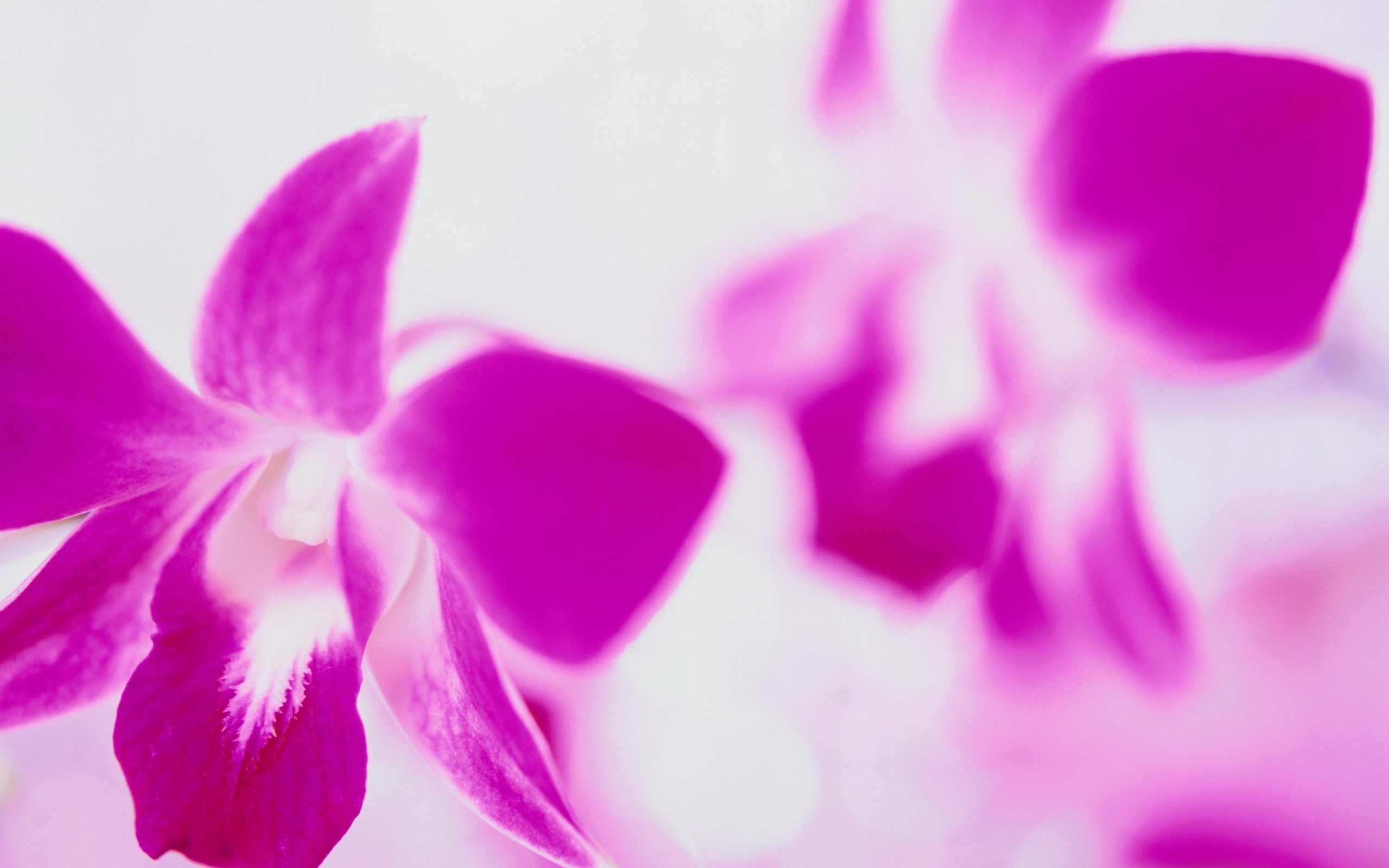 Download mobile wallpaper Orchid, Flowers, Flower, Earth for free.