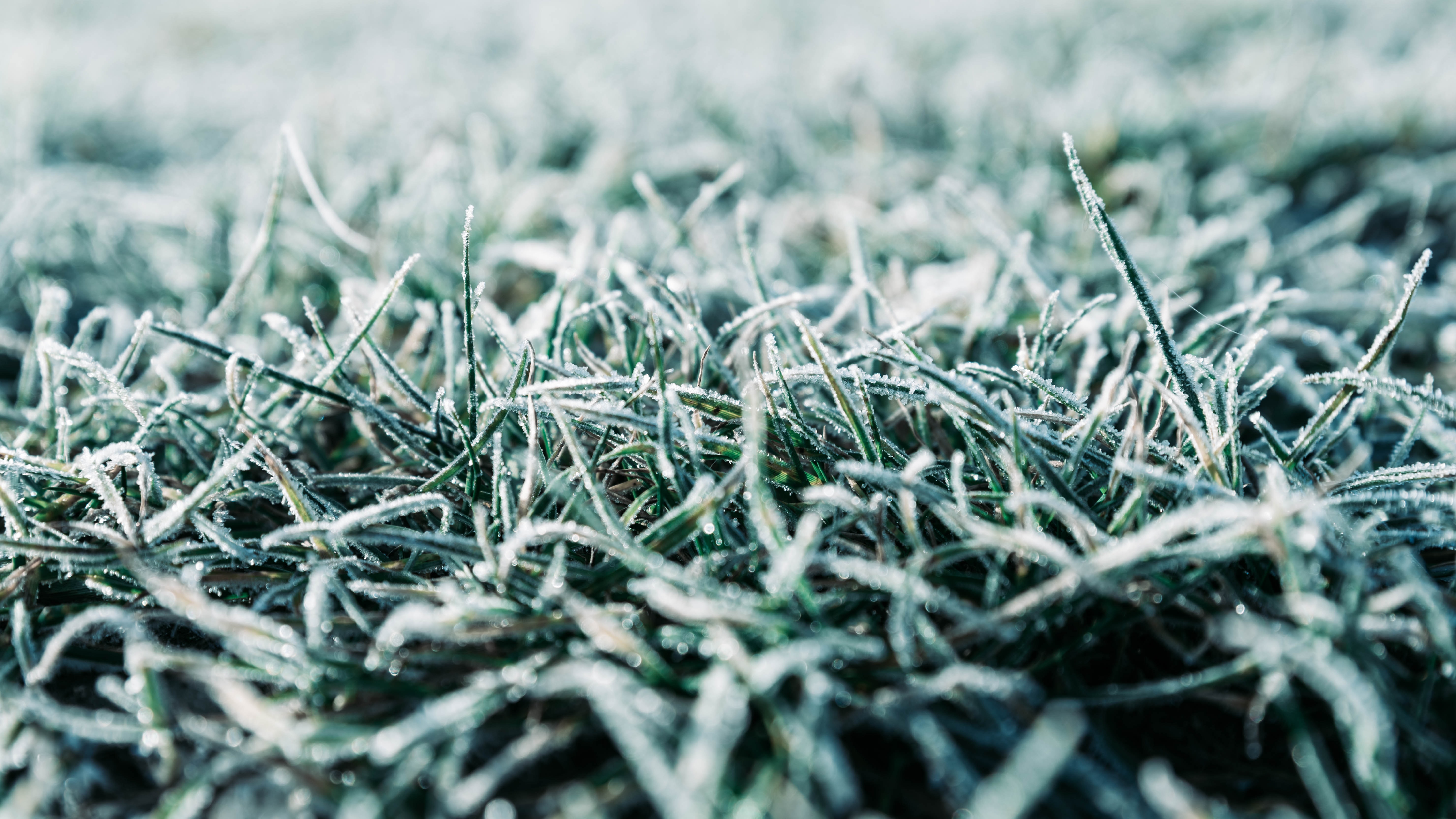 PCデスクトップに冬, 草, 大きい, マクロ, 霜画像を無料でダウンロード