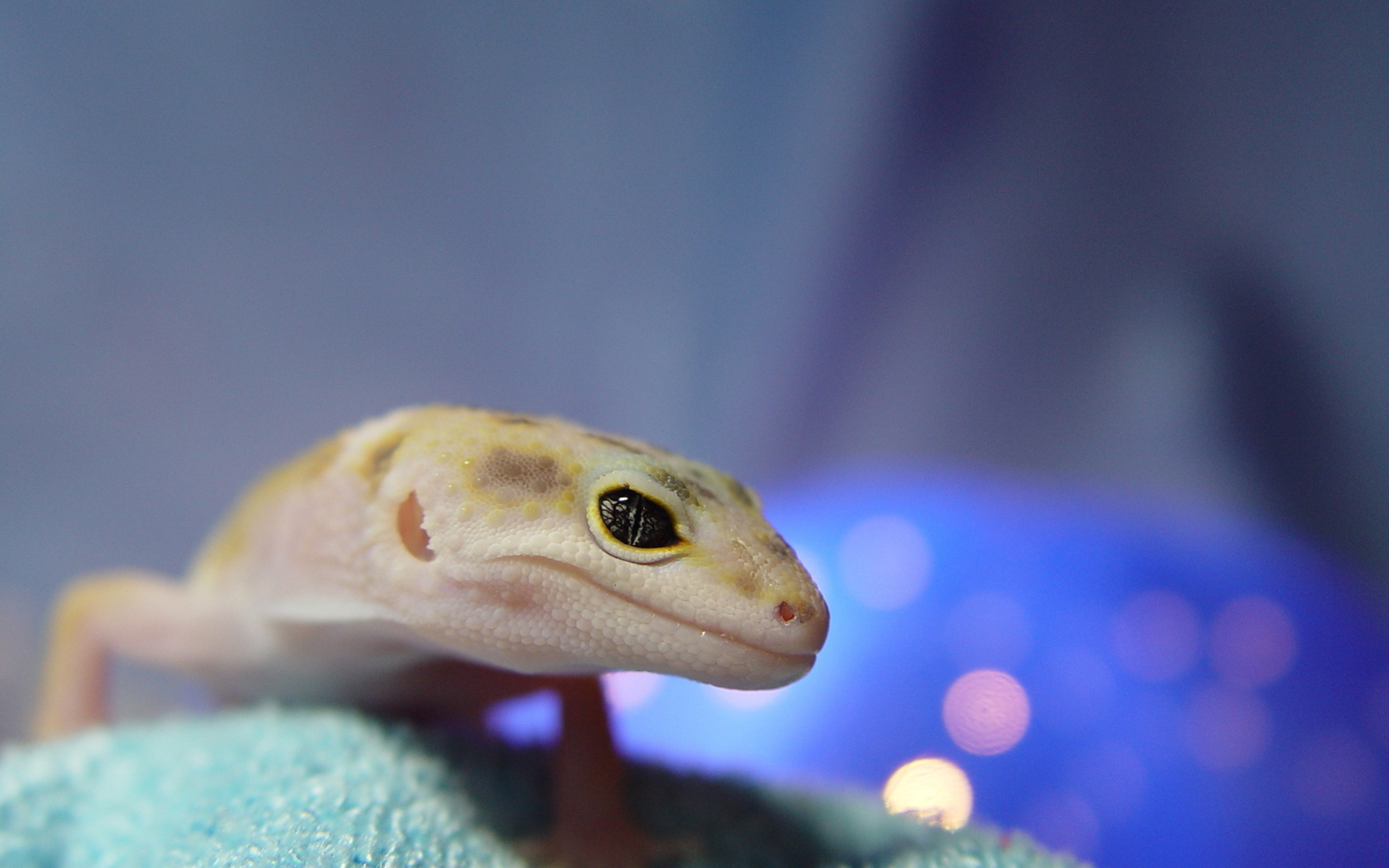 Free download wallpaper Animal, Gecko on your PC desktop