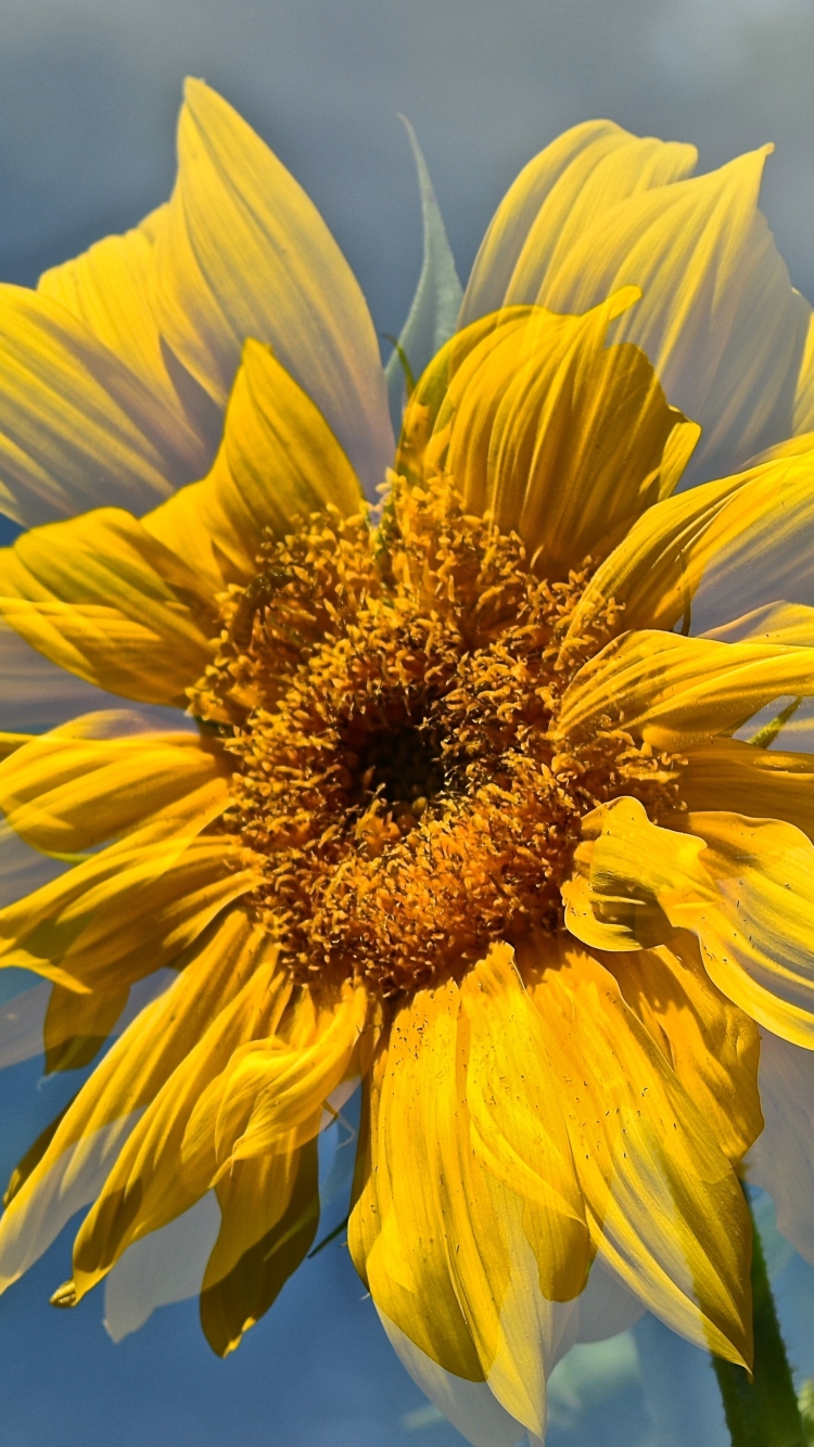 Download mobile wallpaper Flowers, Earth, Sunflower for free.