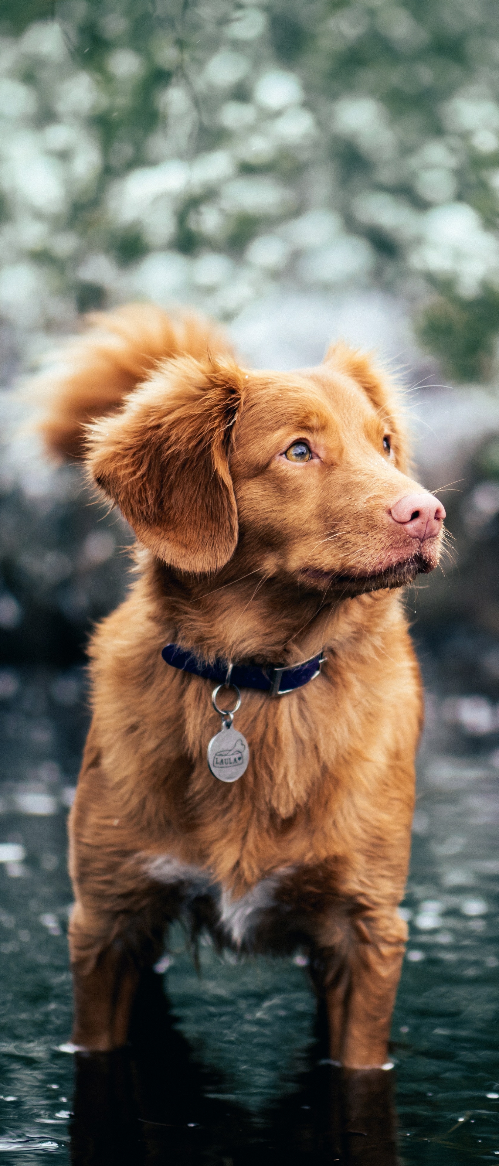 Handy-Wallpaper Tiere, Hunde, Hund, Nova Scotia Duck Tolling Retriever kostenlos herunterladen.