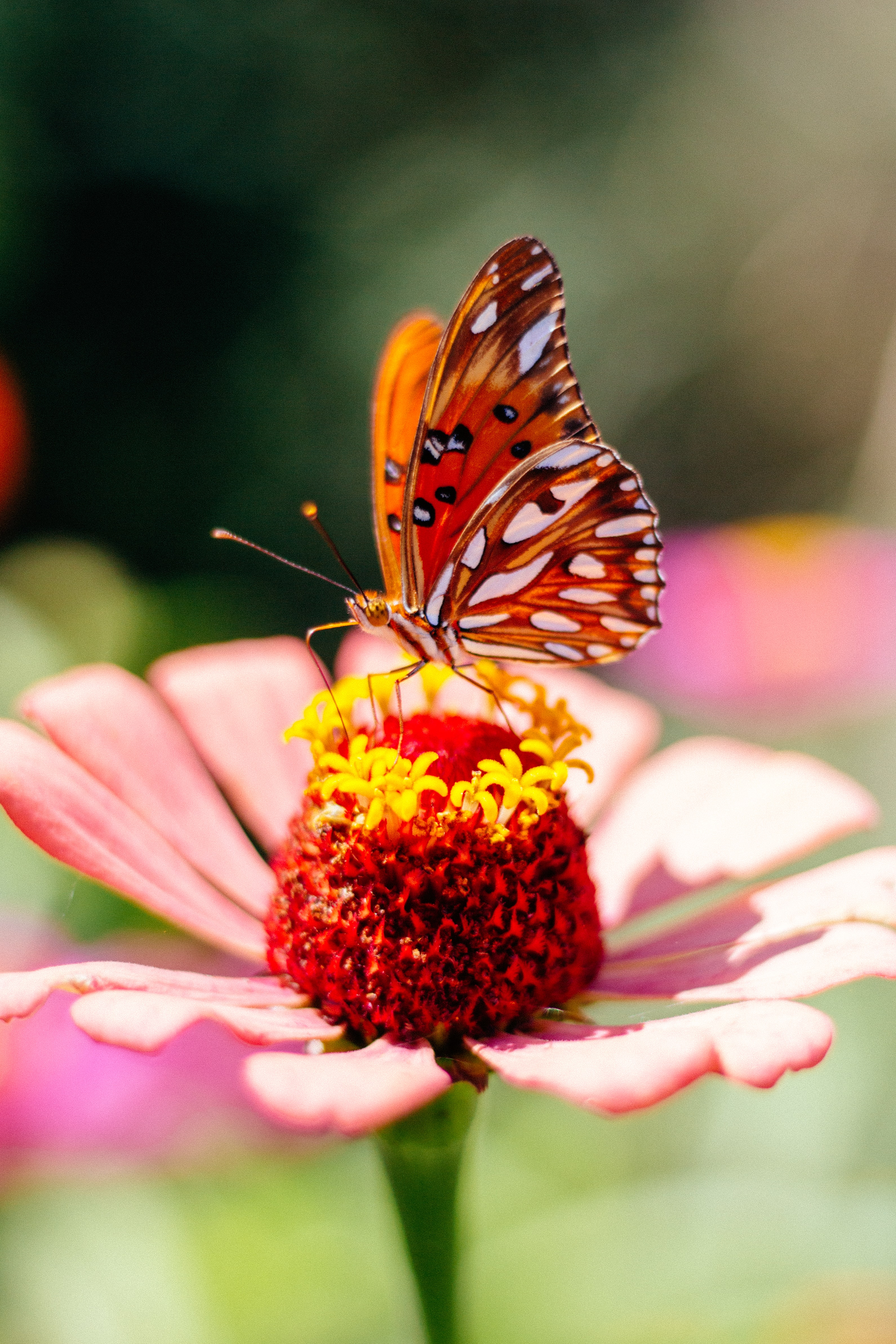petals, flower, macro, butterfly Desktop home screen Wallpaper