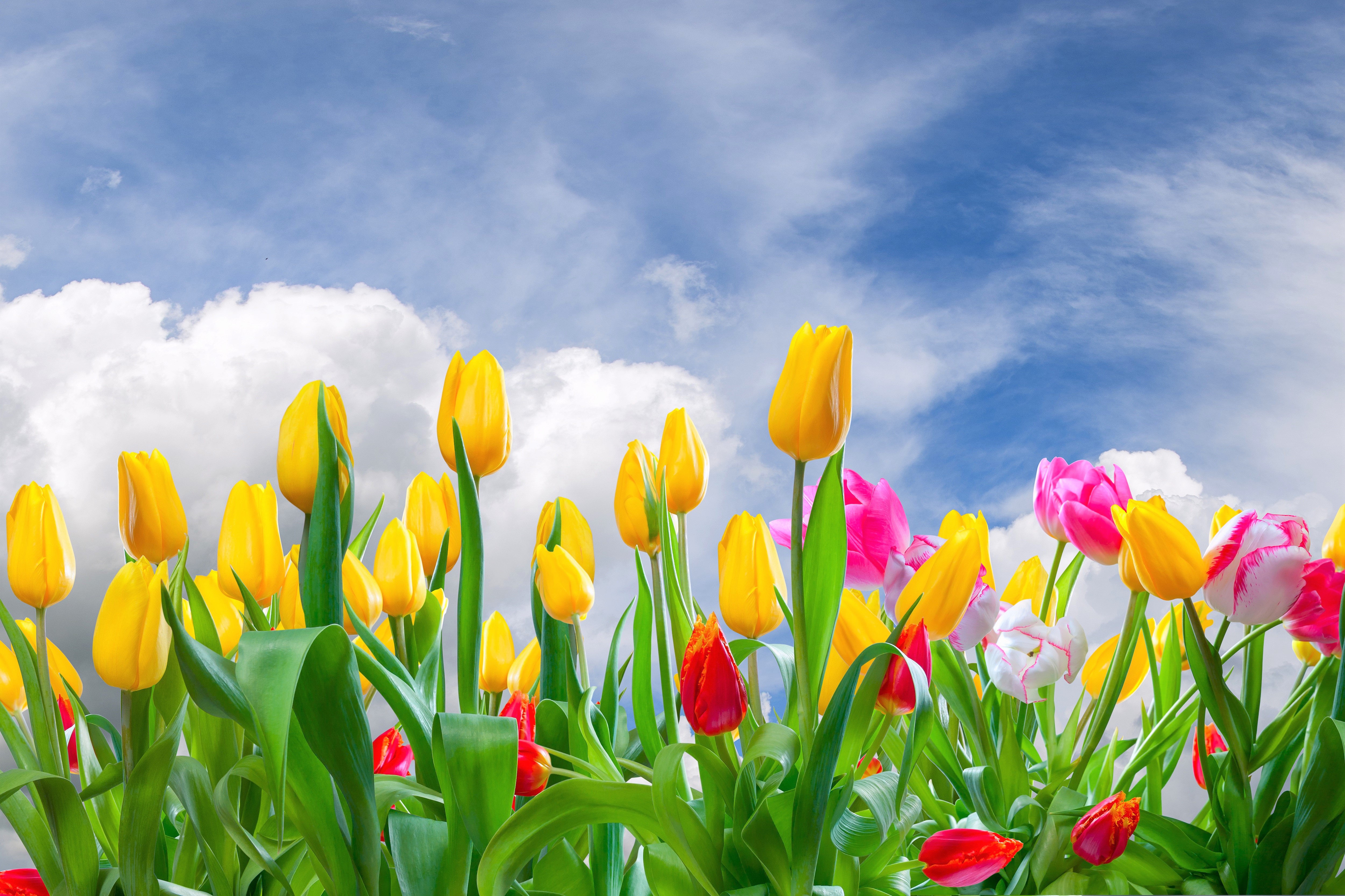 Descarga gratuita de fondo de pantalla para móvil de Flores, Cielo, Verano, Flor, Vistoso, Nube, Tulipán, Flor Amarilla, Tierra/naturaleza.