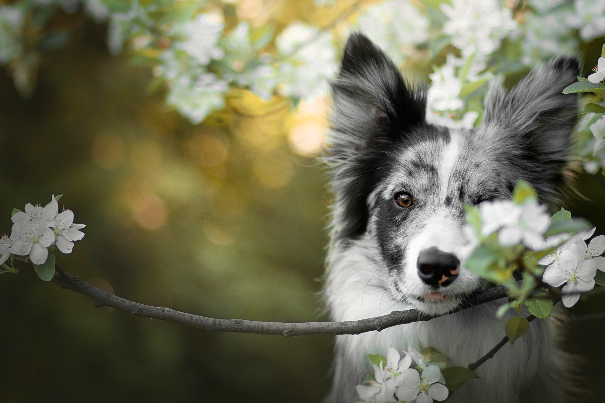 Handy-Wallpaper Tiere, Hunde, Hund, Blüte, Border Collie, Weiße Blume, Tiefenschärfe kostenlos herunterladen.