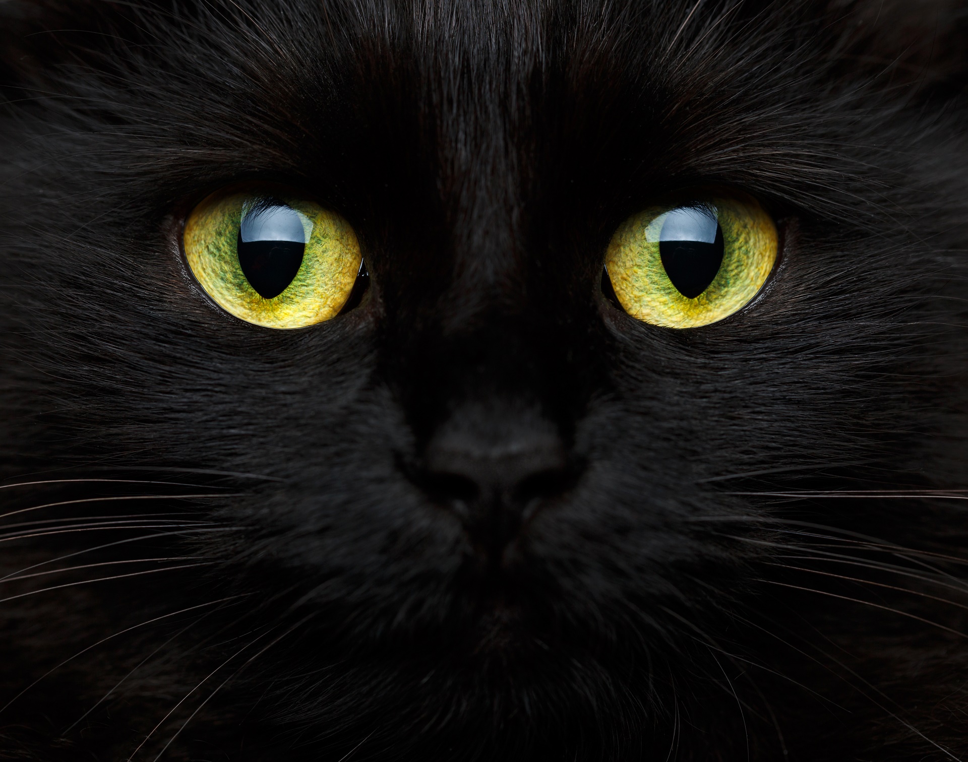 Download mobile wallpaper Cats, Cat, Animal, Eye for free.