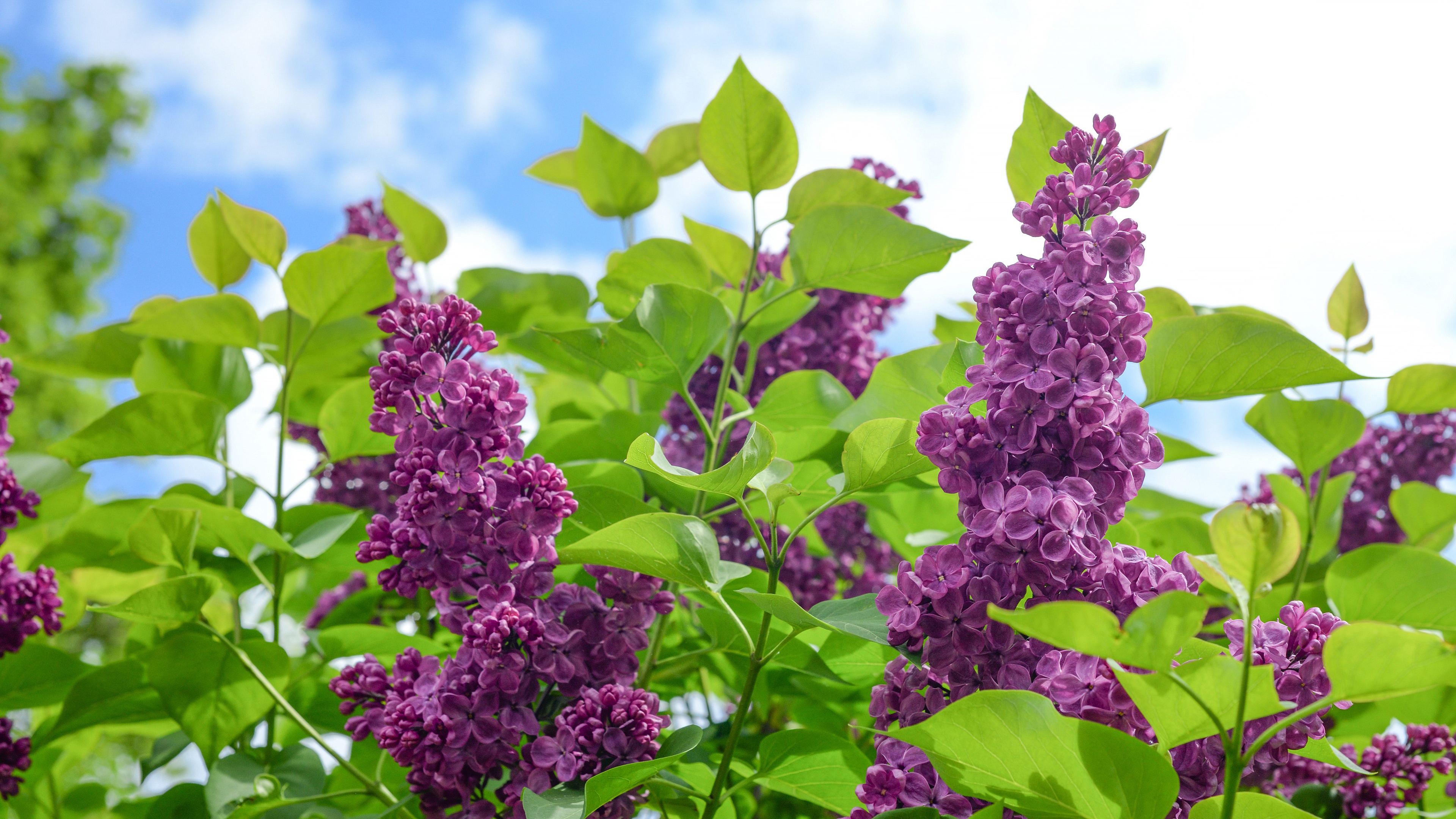 Download mobile wallpaper Flowers, Lilac, Flower, Earth, Spring, Blossom for free.