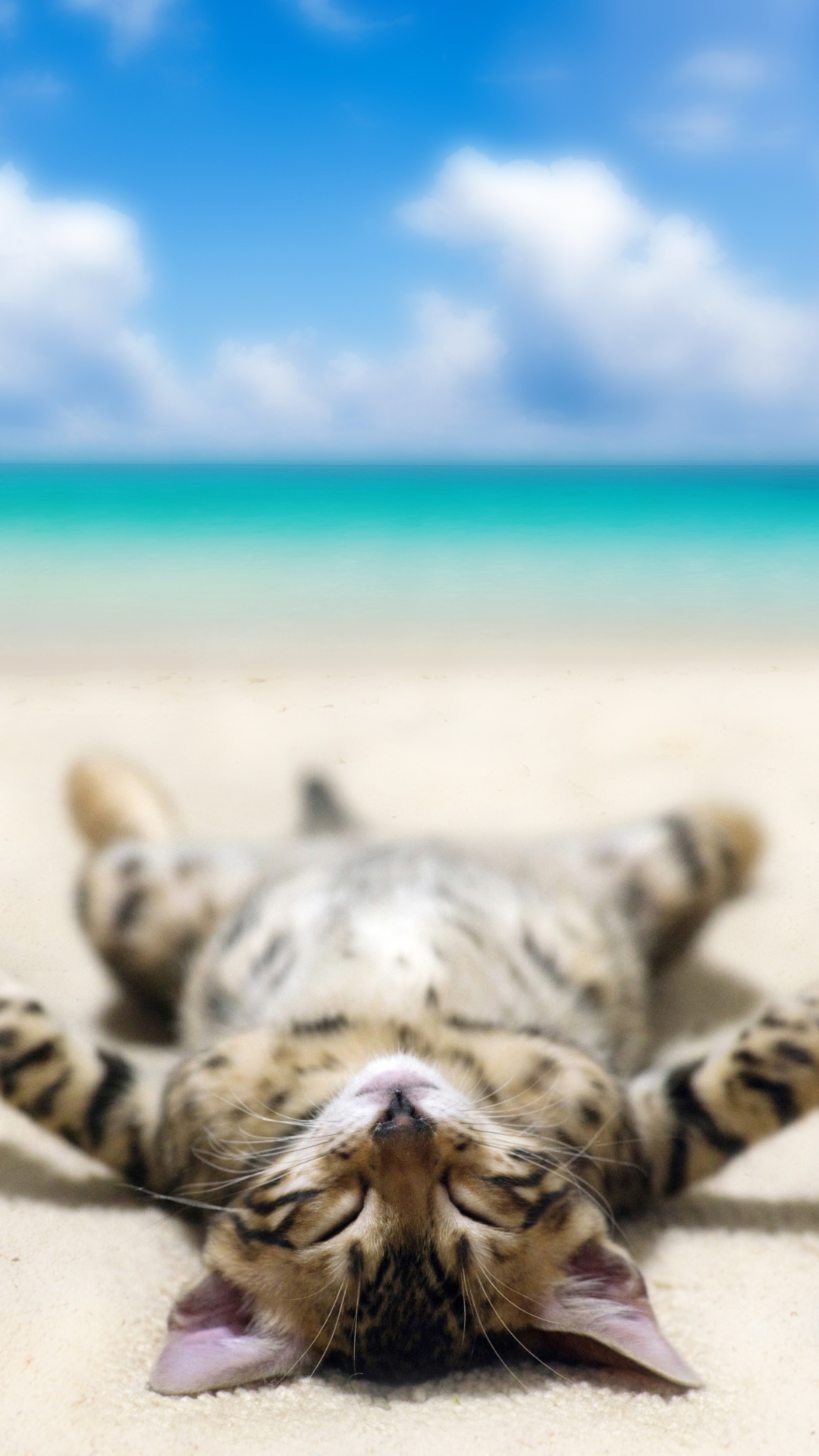 Скачать картинку Юмор, Пляж, Кошка, Кошки, Лежа в телефон бесплатно.