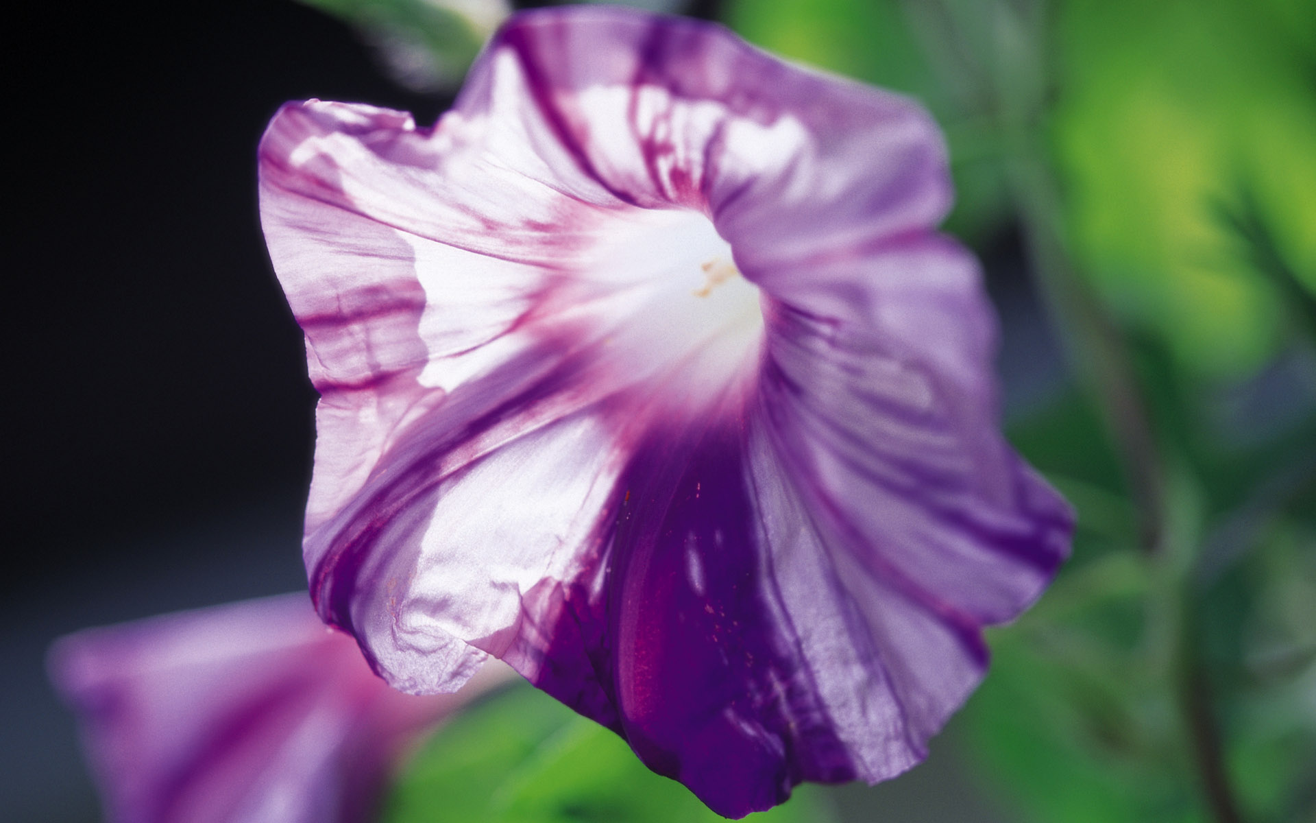 Téléchargez gratuitement l'image Fleurs, Fleur, Terre/nature sur le bureau de votre PC