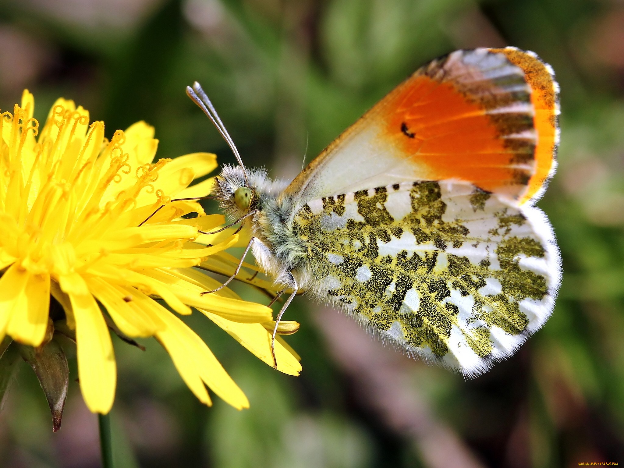 Téléchargez gratuitement l'image Animaux, Papillon sur le bureau de votre PC