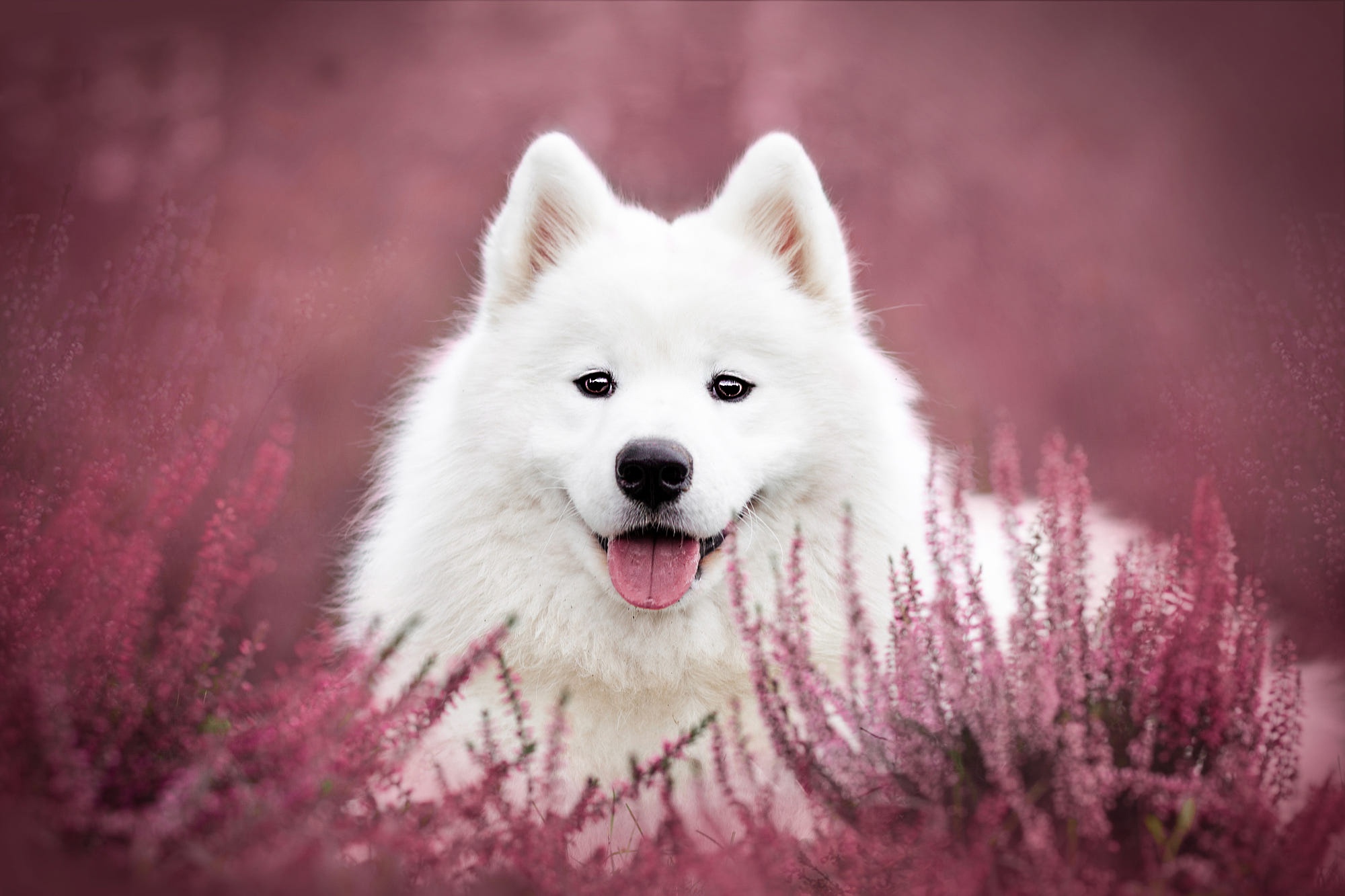 Laden Sie das Tiere, Hunde, Blume, Hund, Samojede, Starren-Bild kostenlos auf Ihren PC-Desktop herunter