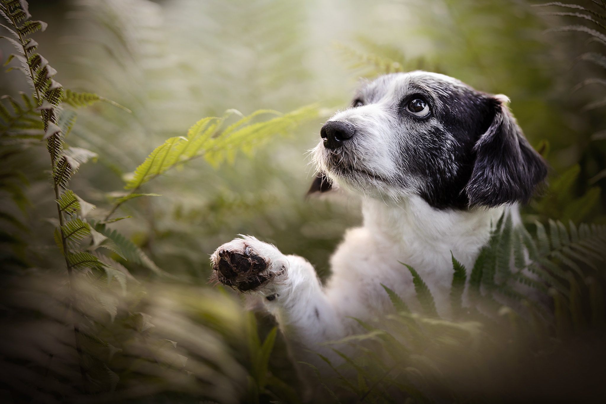 Baixar papel de parede para celular de Animais, Cães, Cão gratuito.