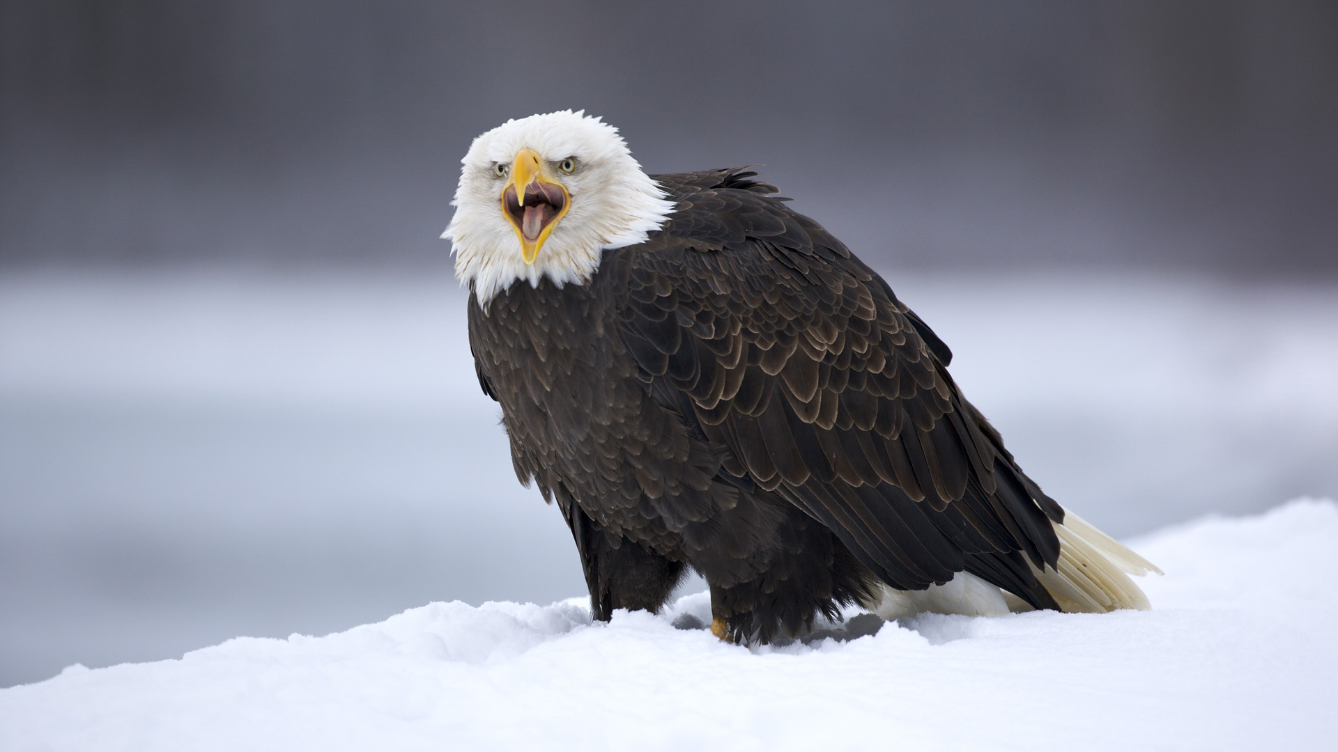 Download mobile wallpaper Animal, Bald Eagle for free.