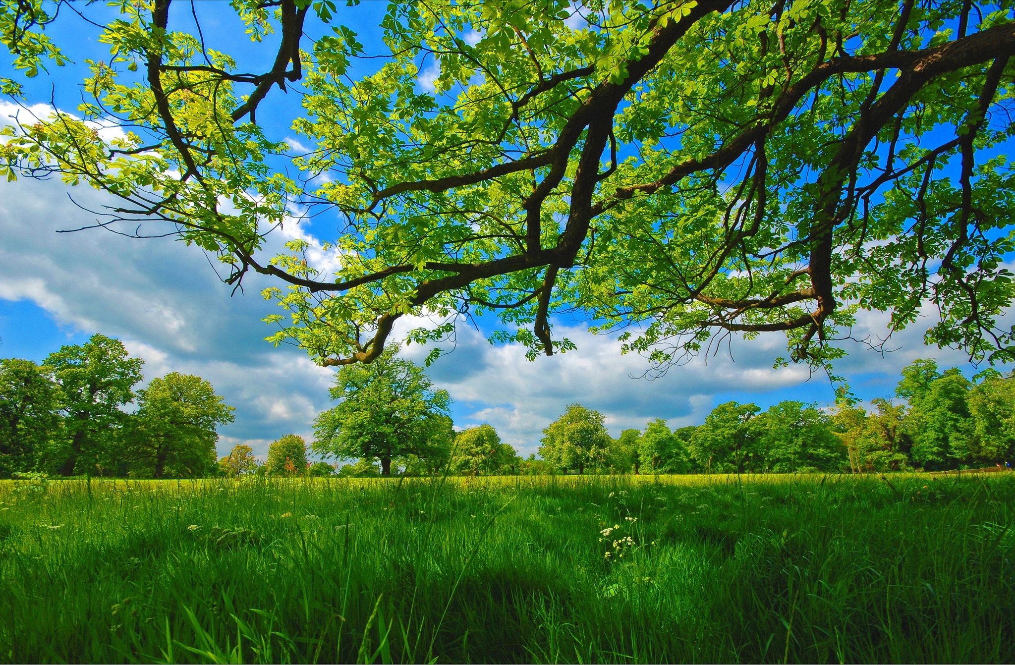 Скачать картинку Деревья, Трава, Облака, Лето, Дерево, Зелень, Луга, Земля/природа в телефон бесплатно.
