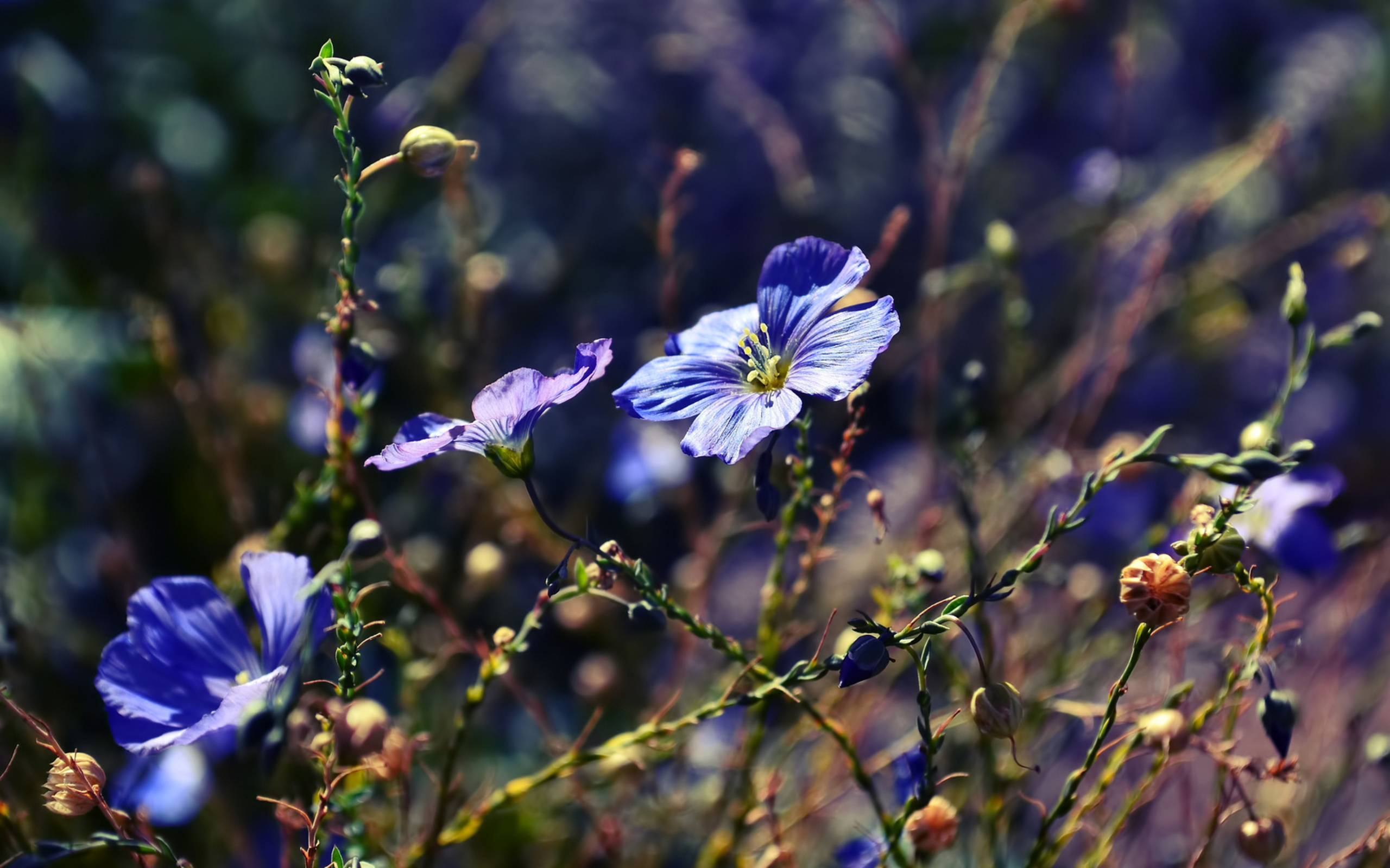 Téléchargez gratuitement l'image Fleurs, Fleur, Terre/nature sur le bureau de votre PC