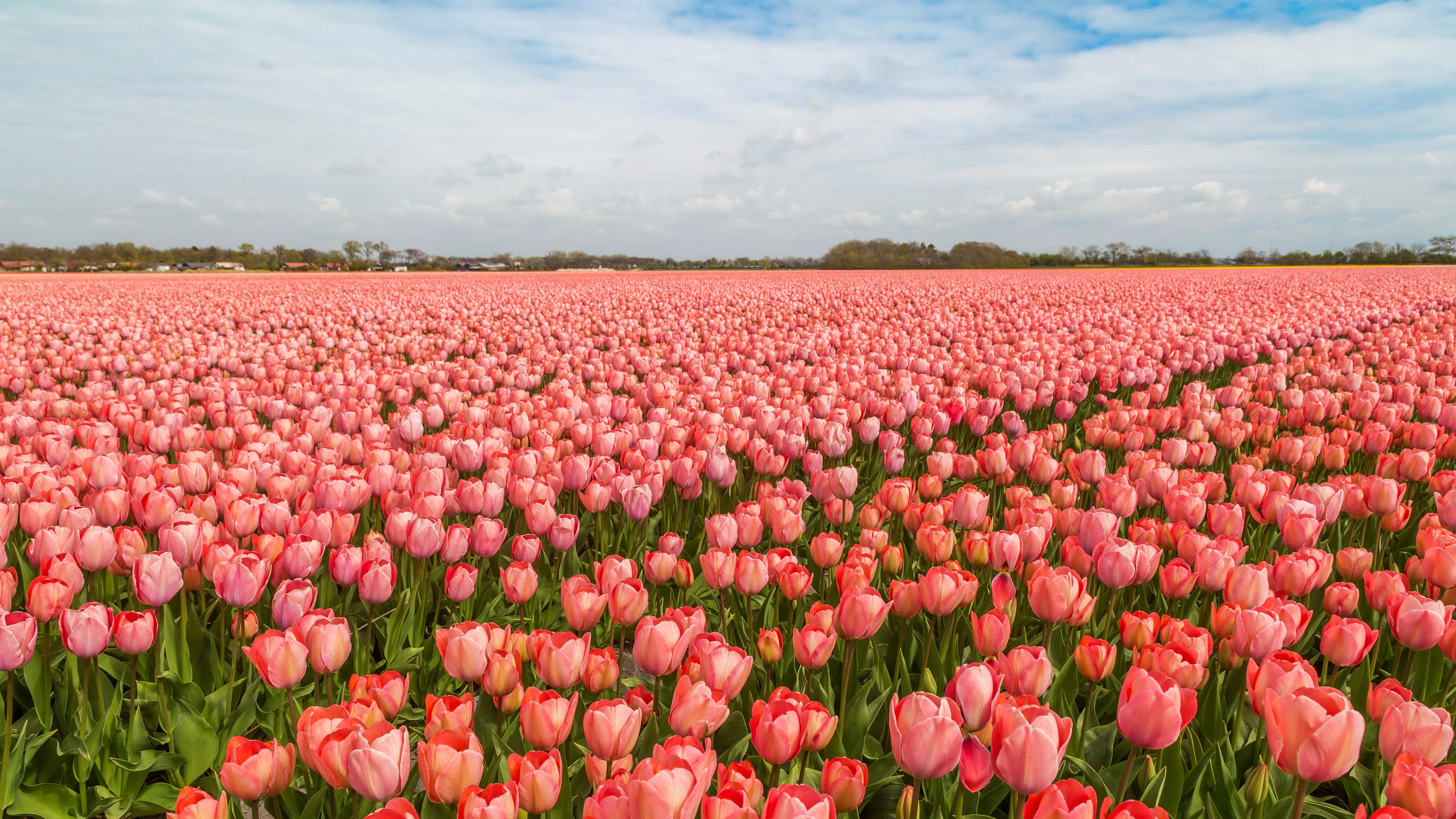 Laden Sie das Blumen, Sommer, Blume, Feld, Tulpe, Erde/natur, Pinke Blume-Bild kostenlos auf Ihren PC-Desktop herunter