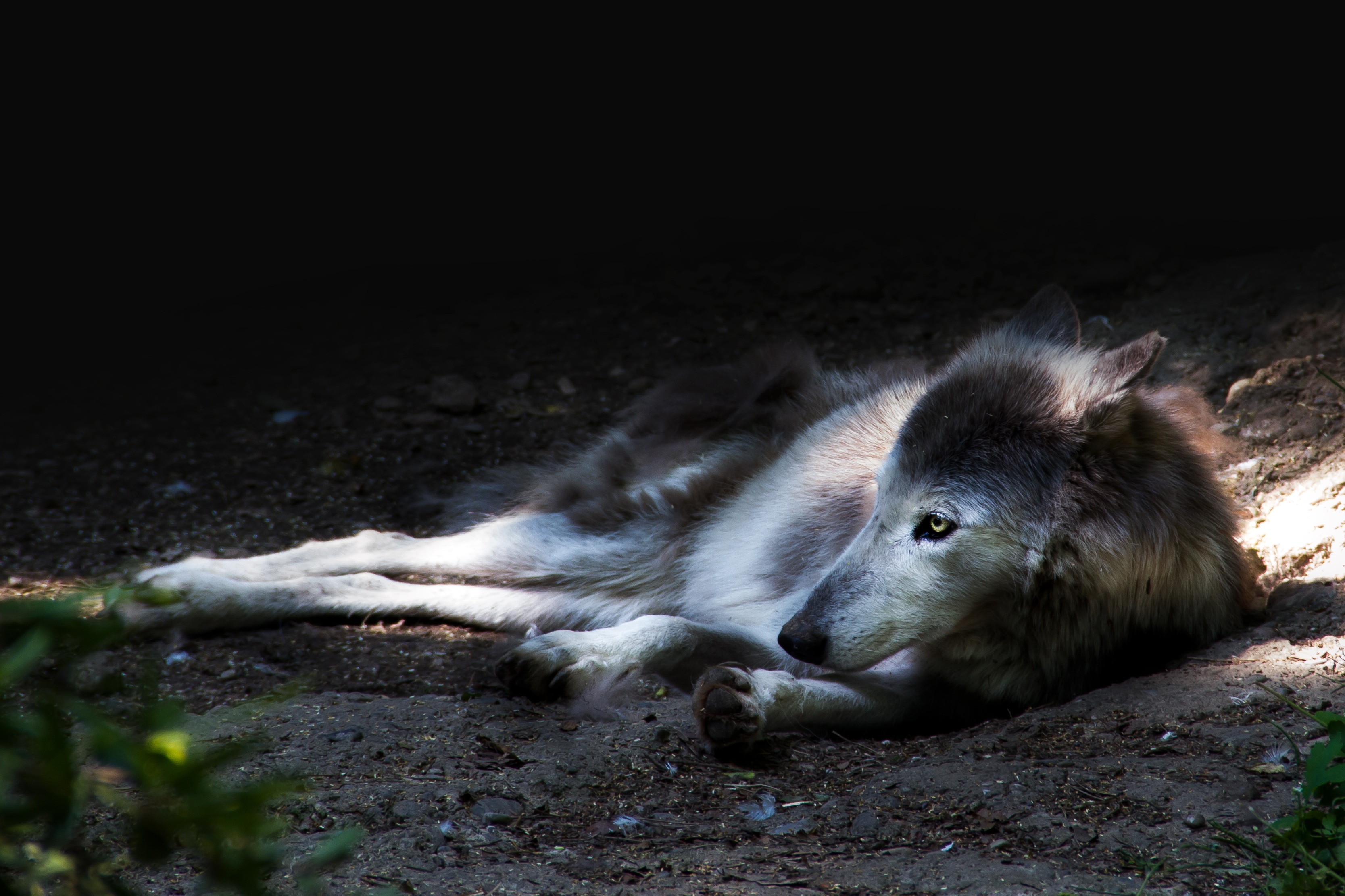 Téléchargez gratuitement l'image Animaux, Loup, Wolves sur le bureau de votre PC