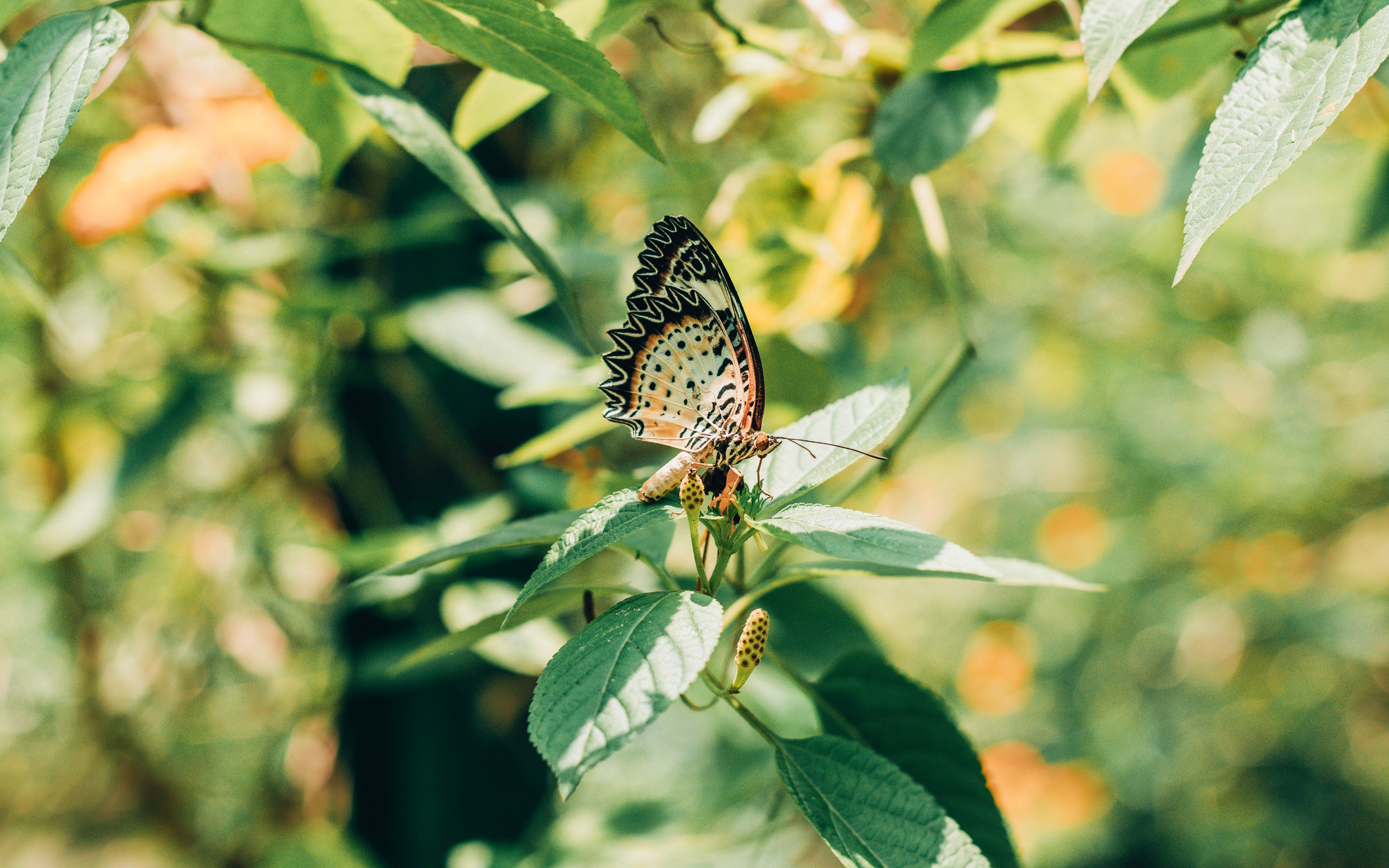 Download mobile wallpaper Macro, Insect, Butterfly, Animal for free.