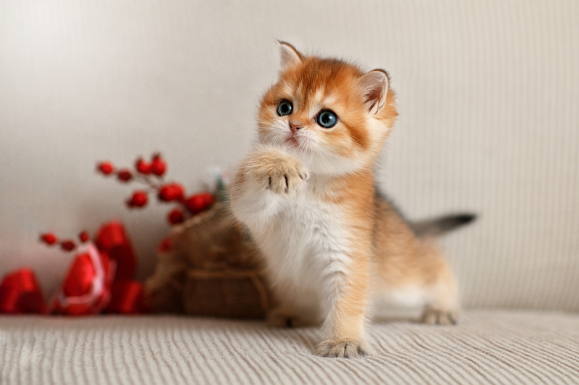 Download mobile wallpaper Cats, Cat, Kitten, Animal, Baby Animal for free.