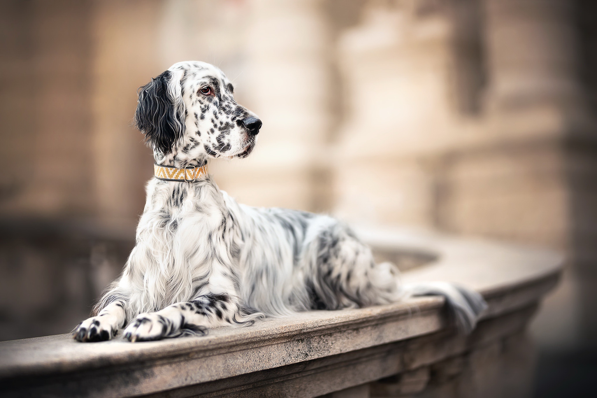 Laden Sie das Tiere, Hunde, Hund, Setter, Tiefenschärfe, Englischer Setter-Bild kostenlos auf Ihren PC-Desktop herunter