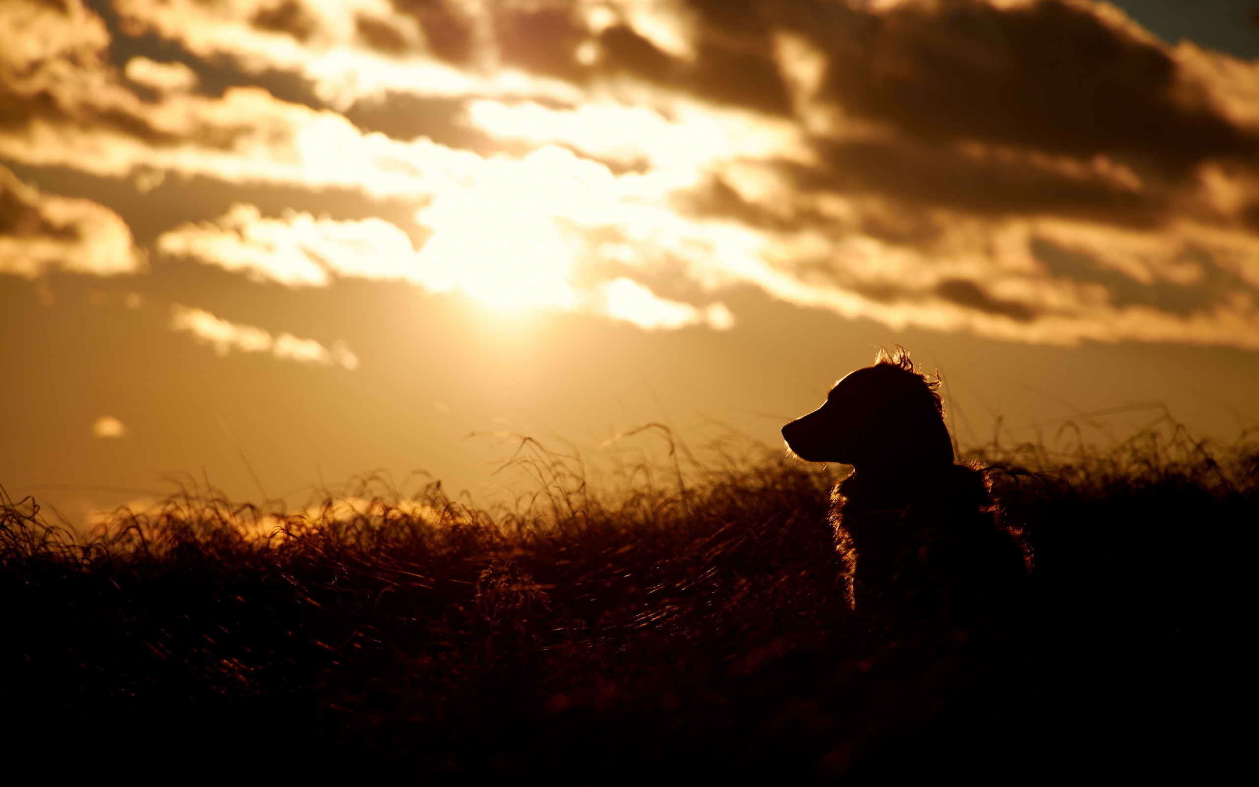 Free download wallpaper Dogs, Sunset, Silhouette, Dog, Animal, Golden Retriever on your PC desktop