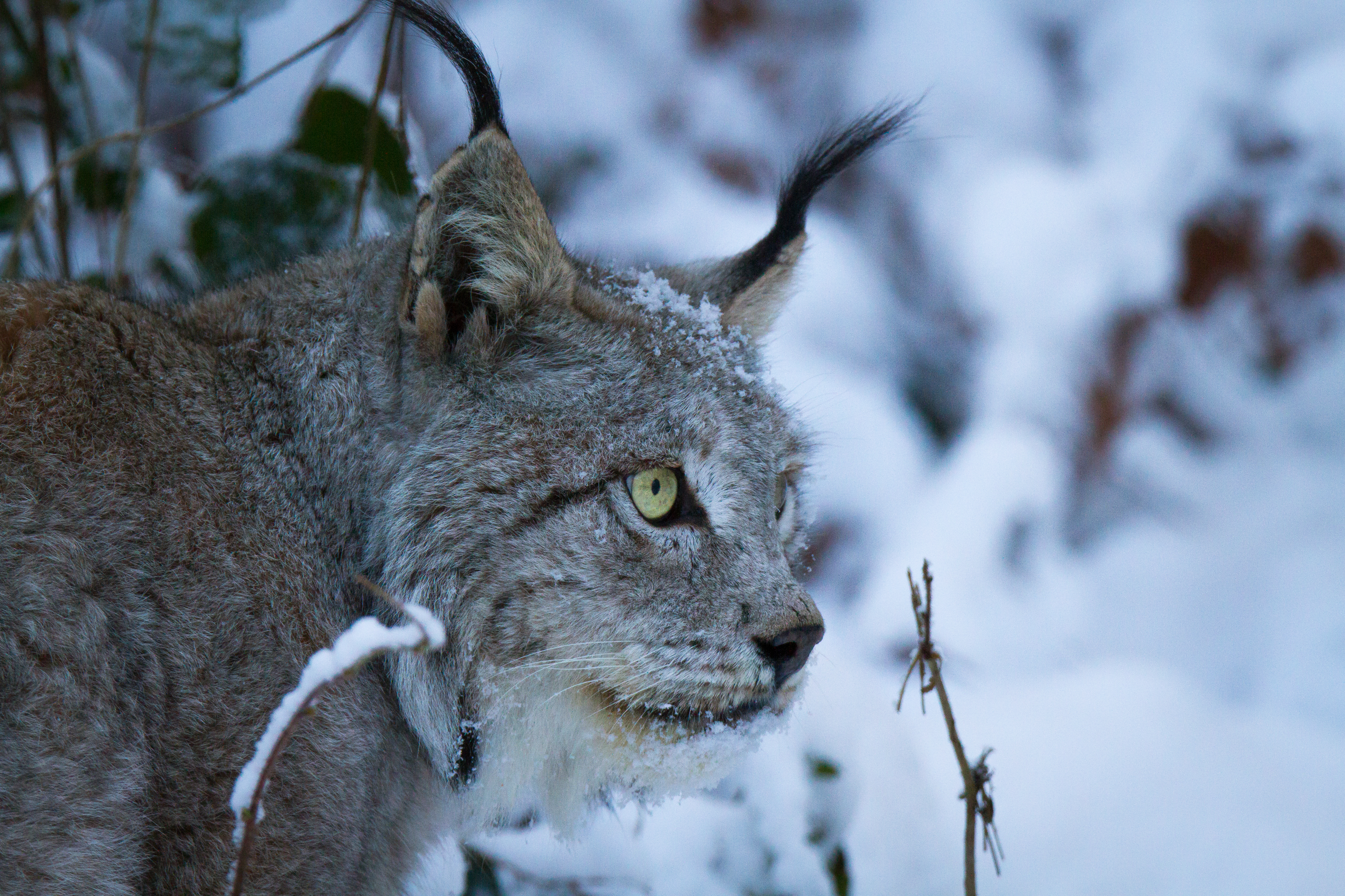 Descarga gratis la imagen Animales, Gatos, Lince en el escritorio de tu PC