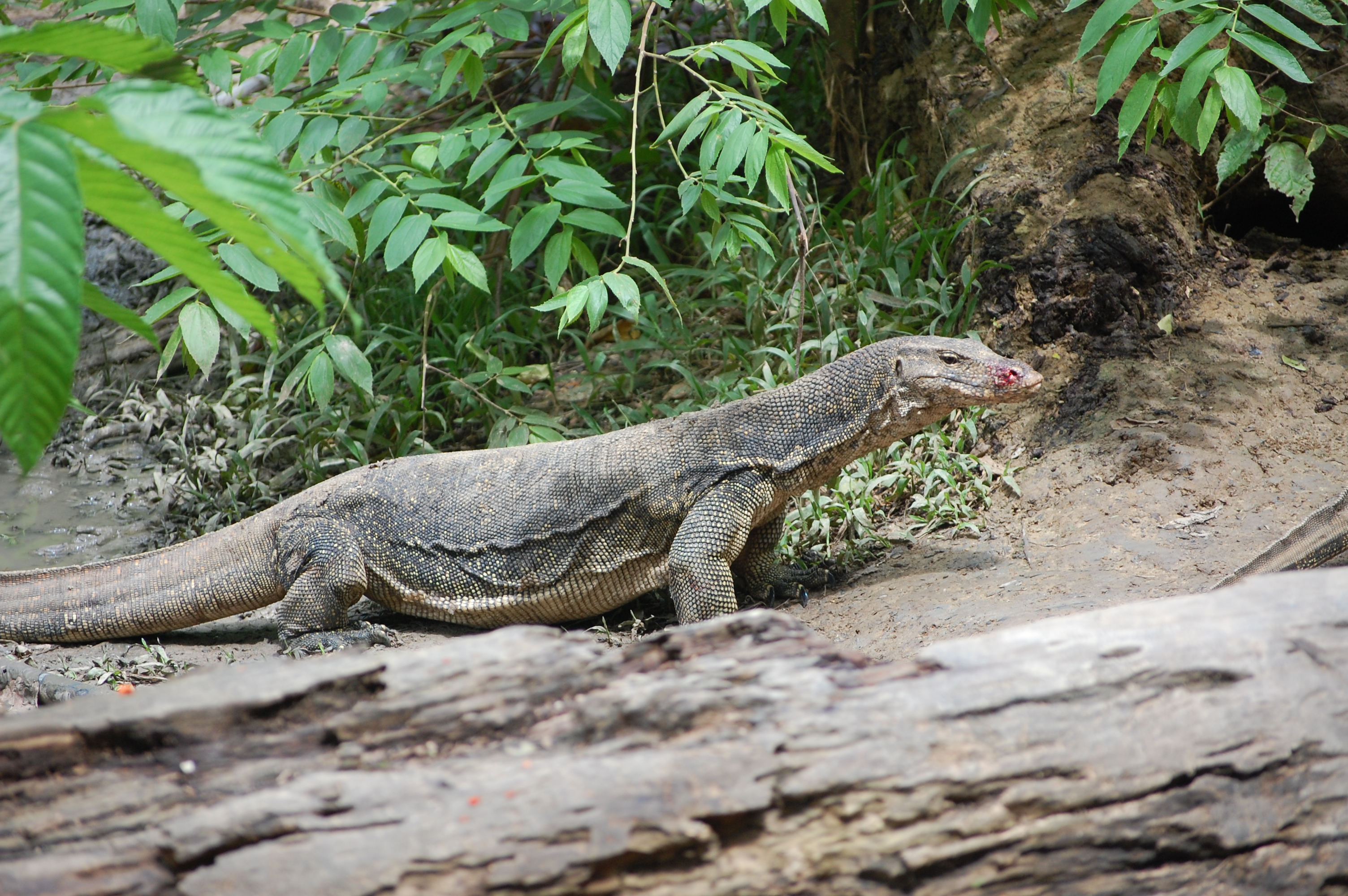 Laden Sie Asiatischer Wassermonitor HD-Desktop-Hintergründe herunter