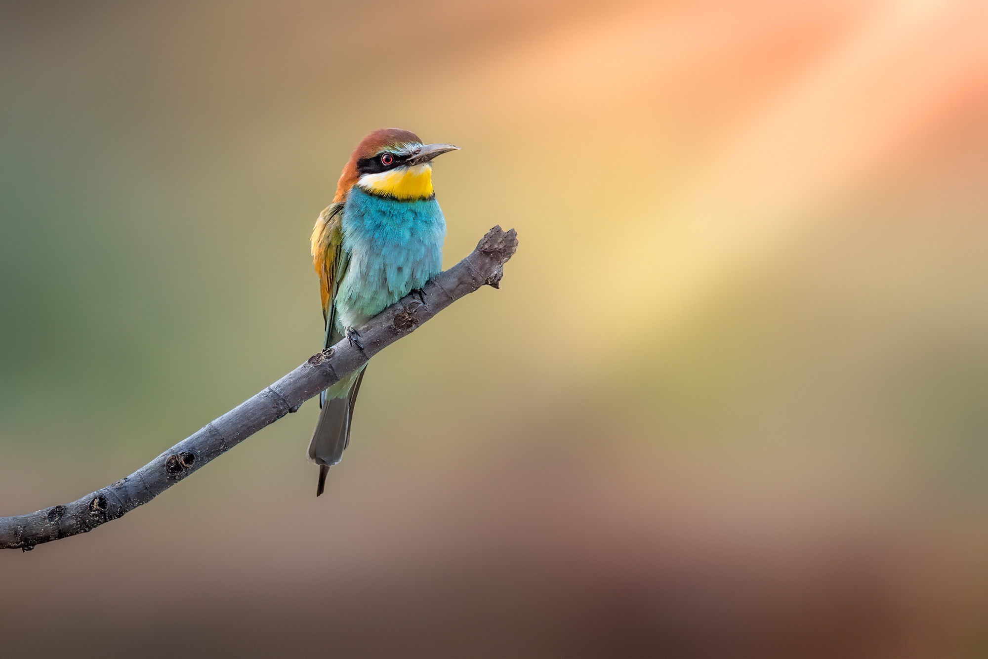 Download mobile wallpaper Birds, Bird, Animal, Bee Eater, European Bee Eater for free.