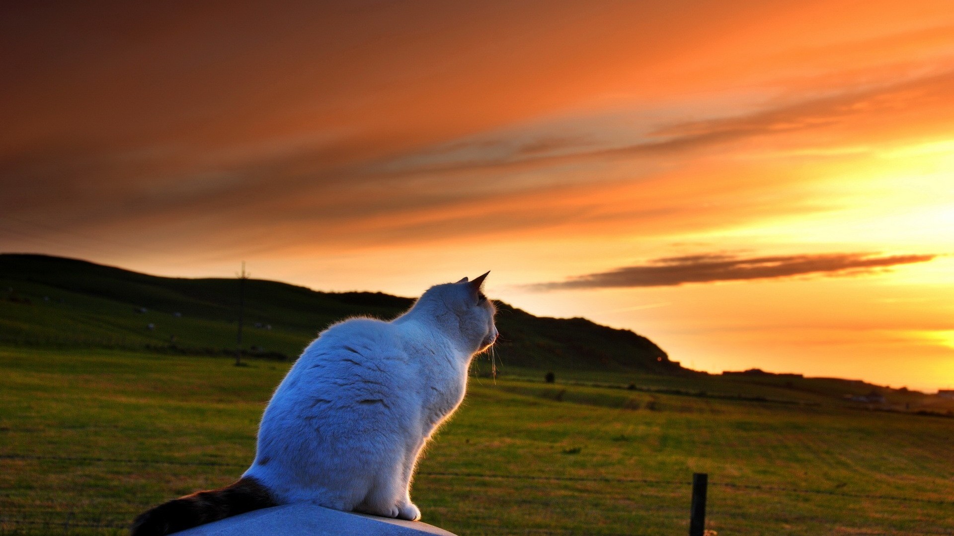 Download mobile wallpaper Sunset, Cat, Animal for free.