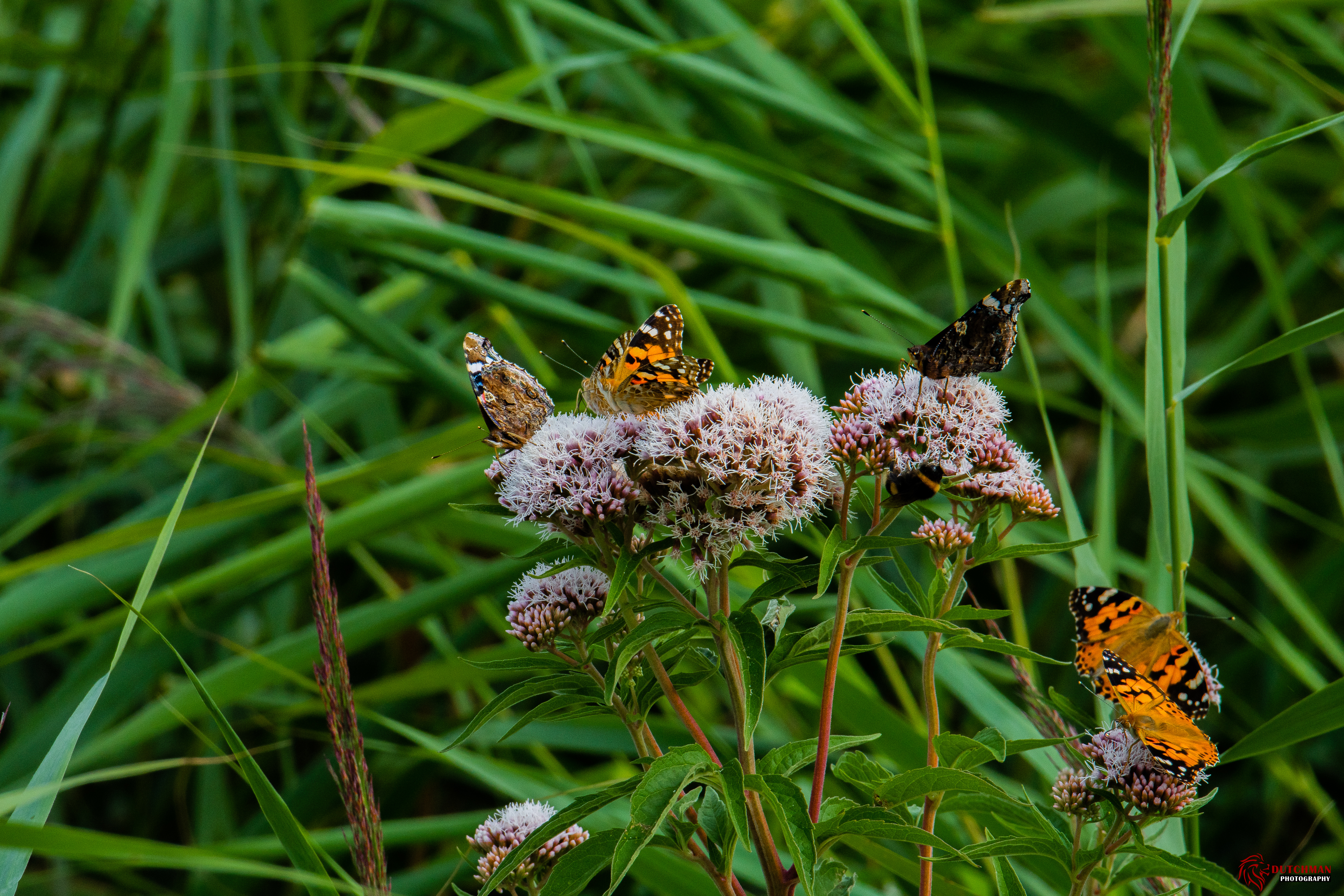 Descarga gratuita de fondo de pantalla para móvil de Animales, Mariposa.