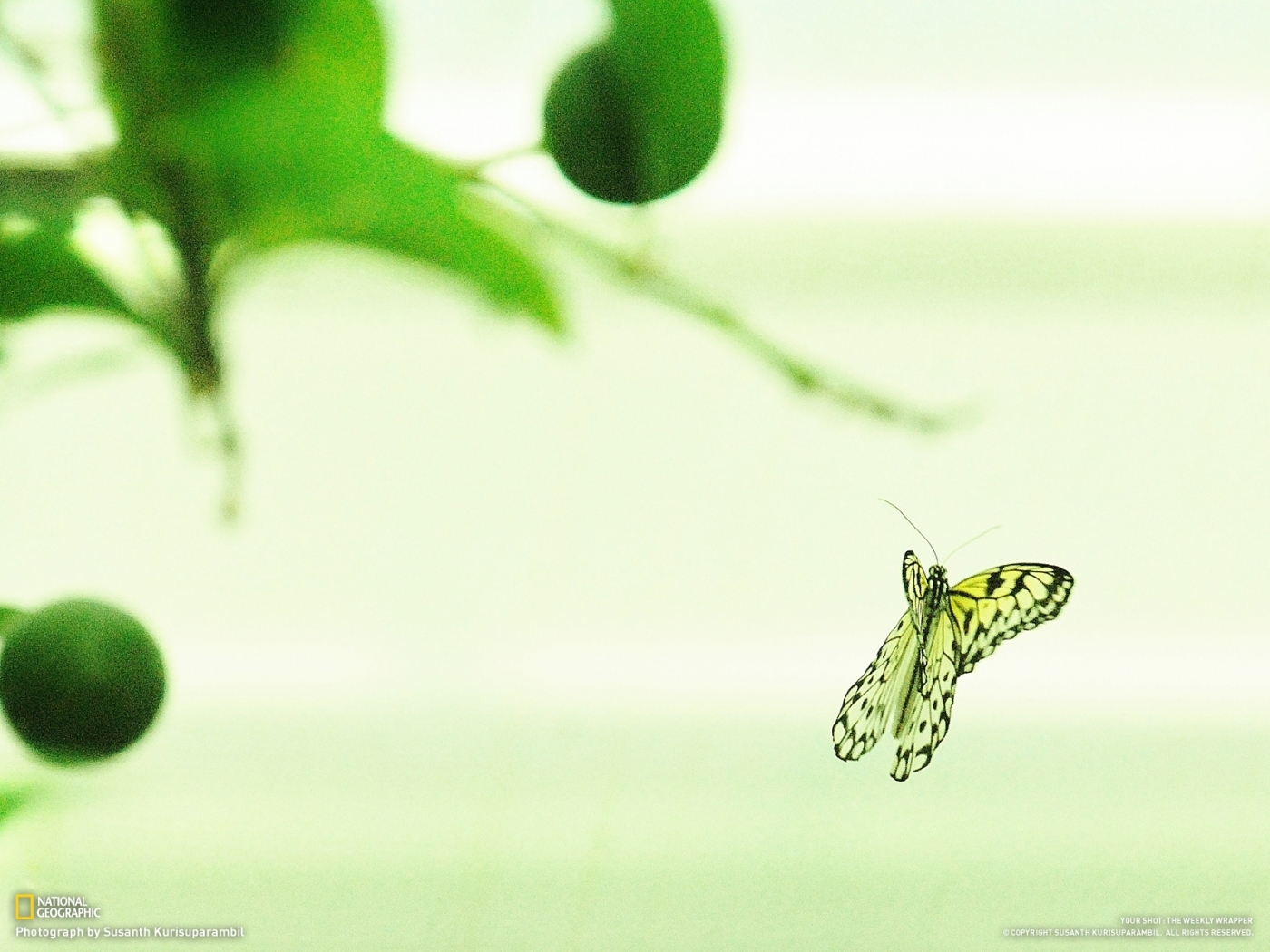 Download background butterflies, insects, green