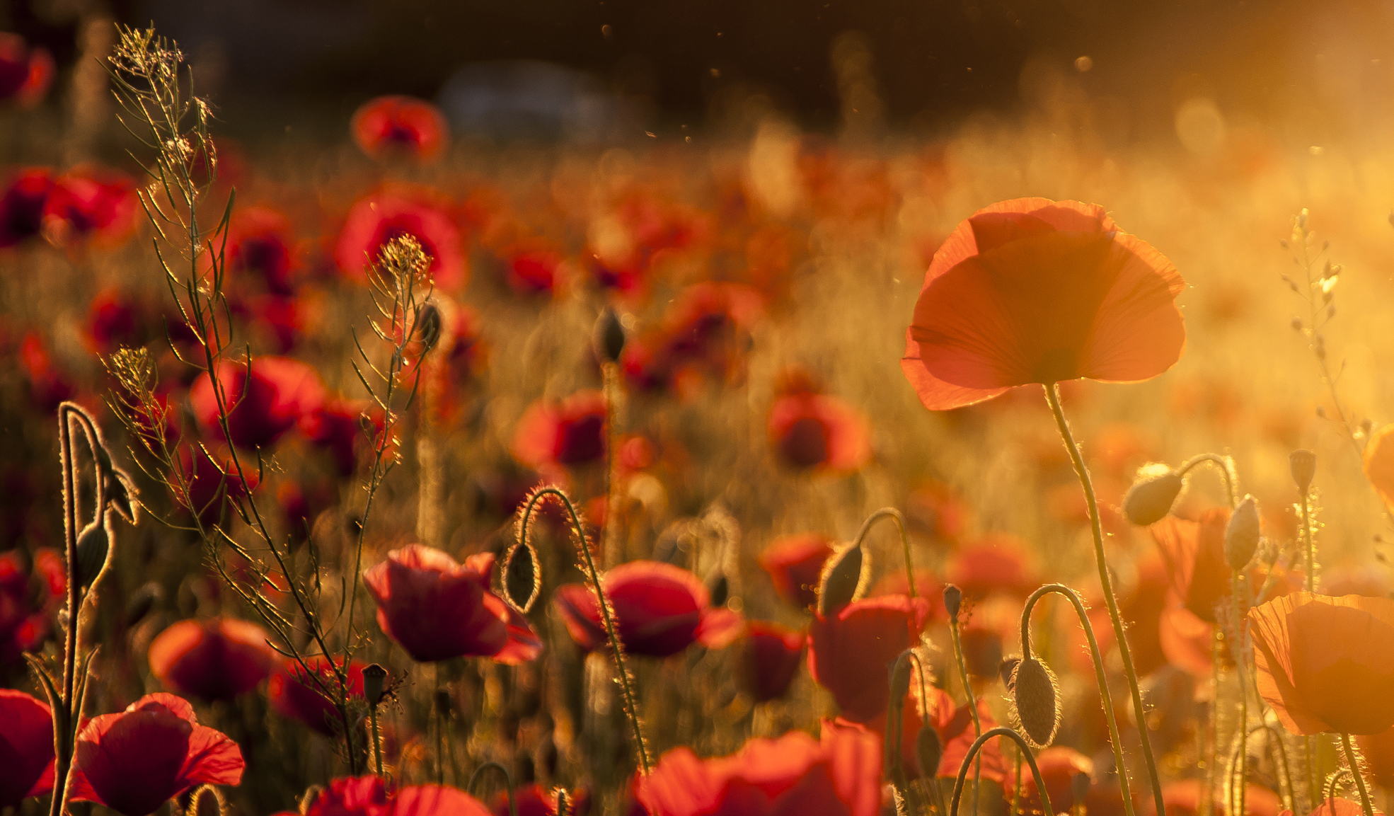 Téléchargez gratuitement l'image Fleurs, Été, Fleur, Coquelicot, Ensoleillé, Fleur Rouge, La Nature, Terre/nature sur le bureau de votre PC