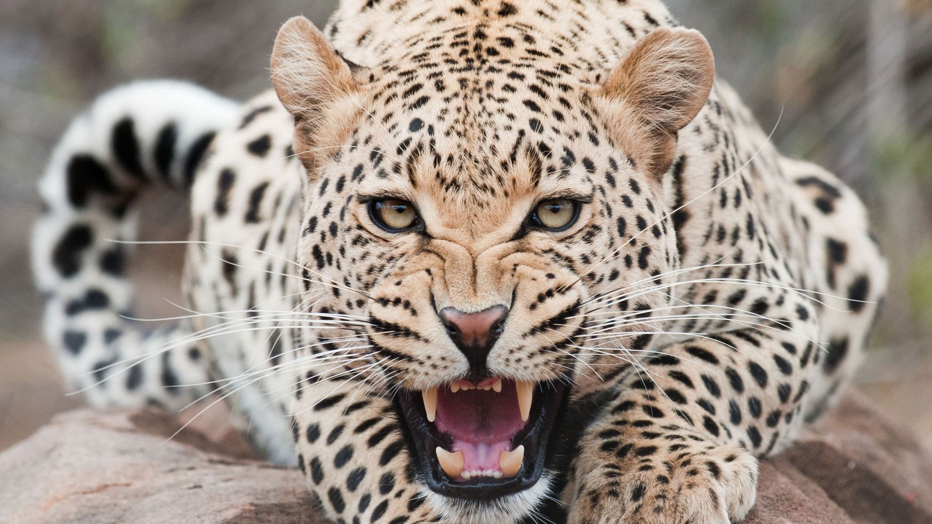 aggression, muzzle, grin, predator, animals, leopard Full HD