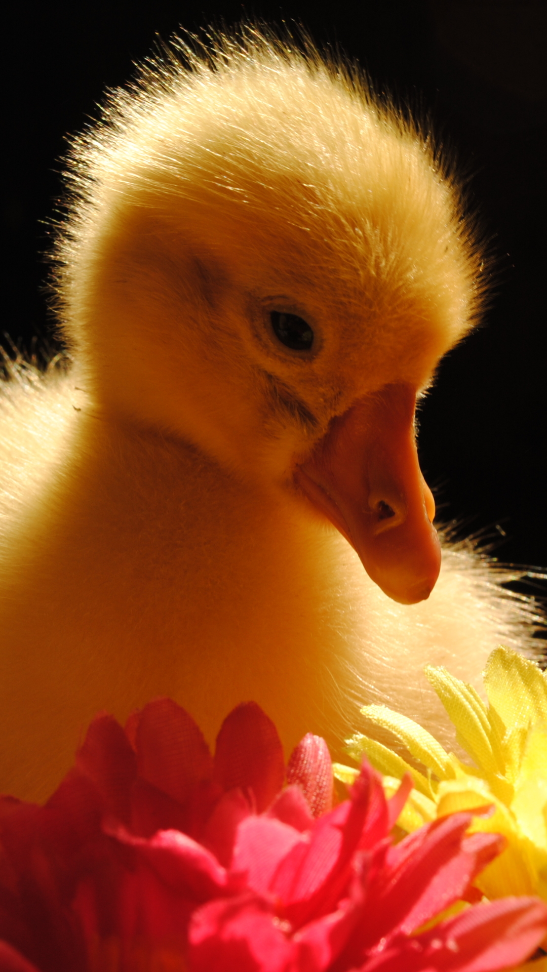 Handy-Wallpaper Tiere, Vögel, Ente kostenlos herunterladen.