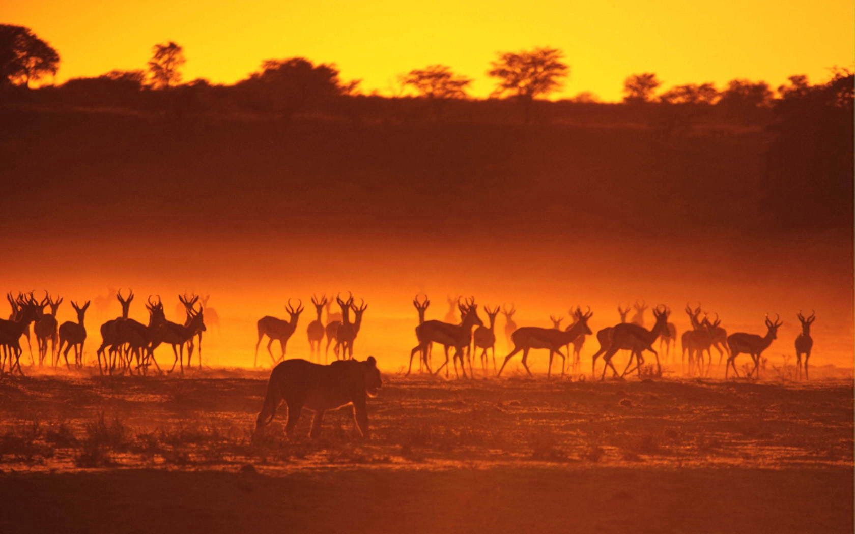 animals, sunset, silhouettes, lioness, stroll, hunting, hunt, antelope