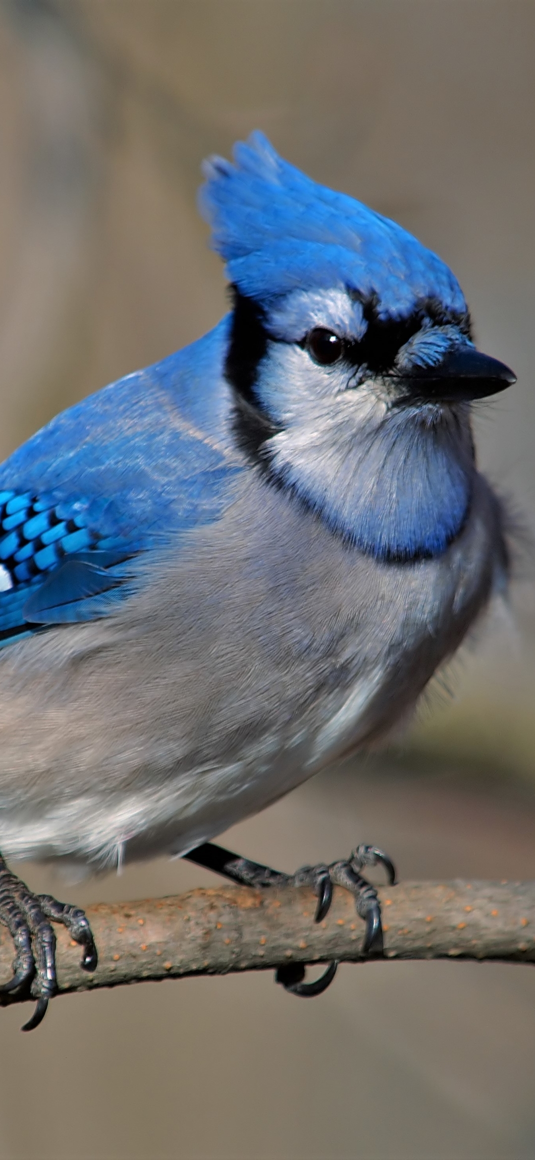 Descarga gratuita de fondo de pantalla para móvil de Animales, Pájaro, Aves, Ave, Arrendajo Azul.