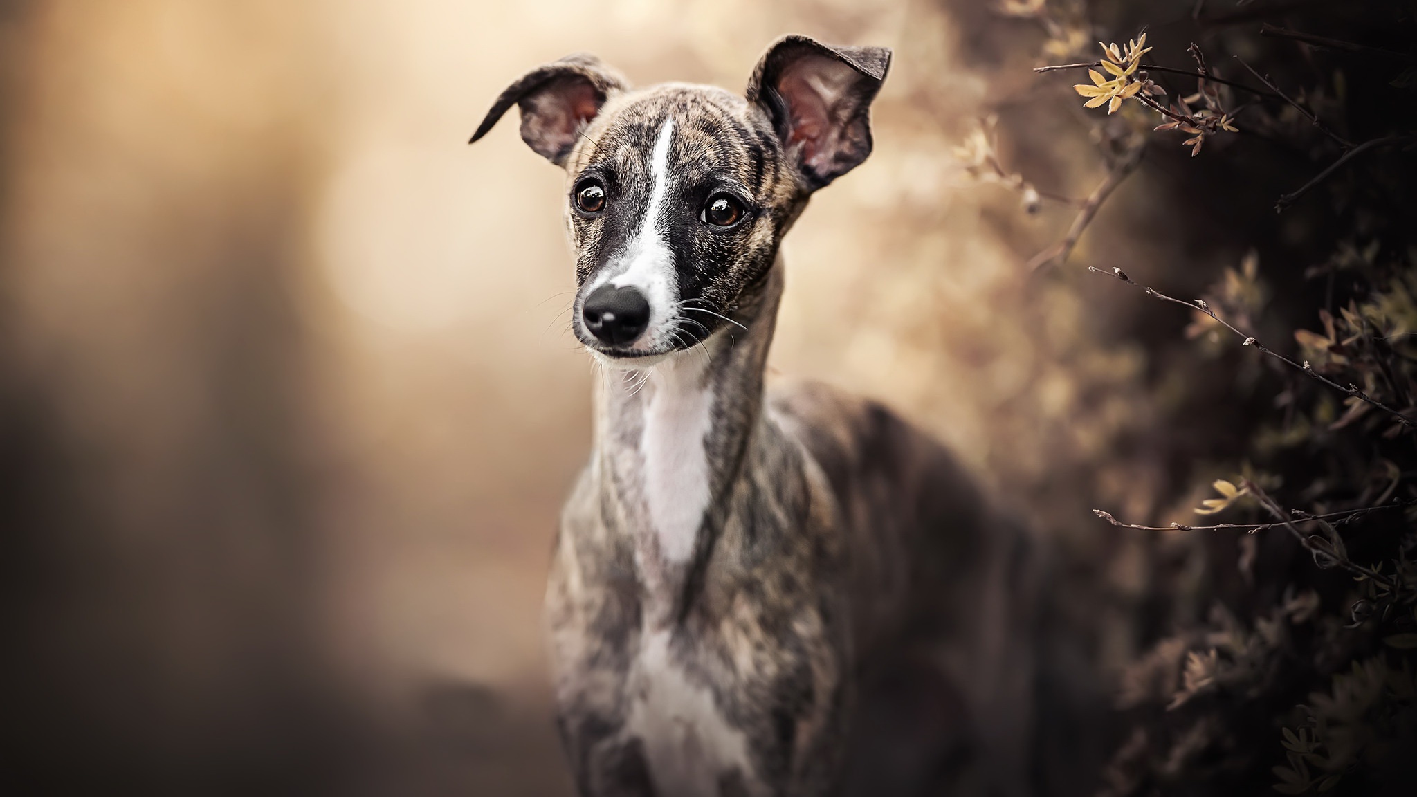 Téléchargez gratuitement l'image Animaux, Chiens, Chien sur le bureau de votre PC