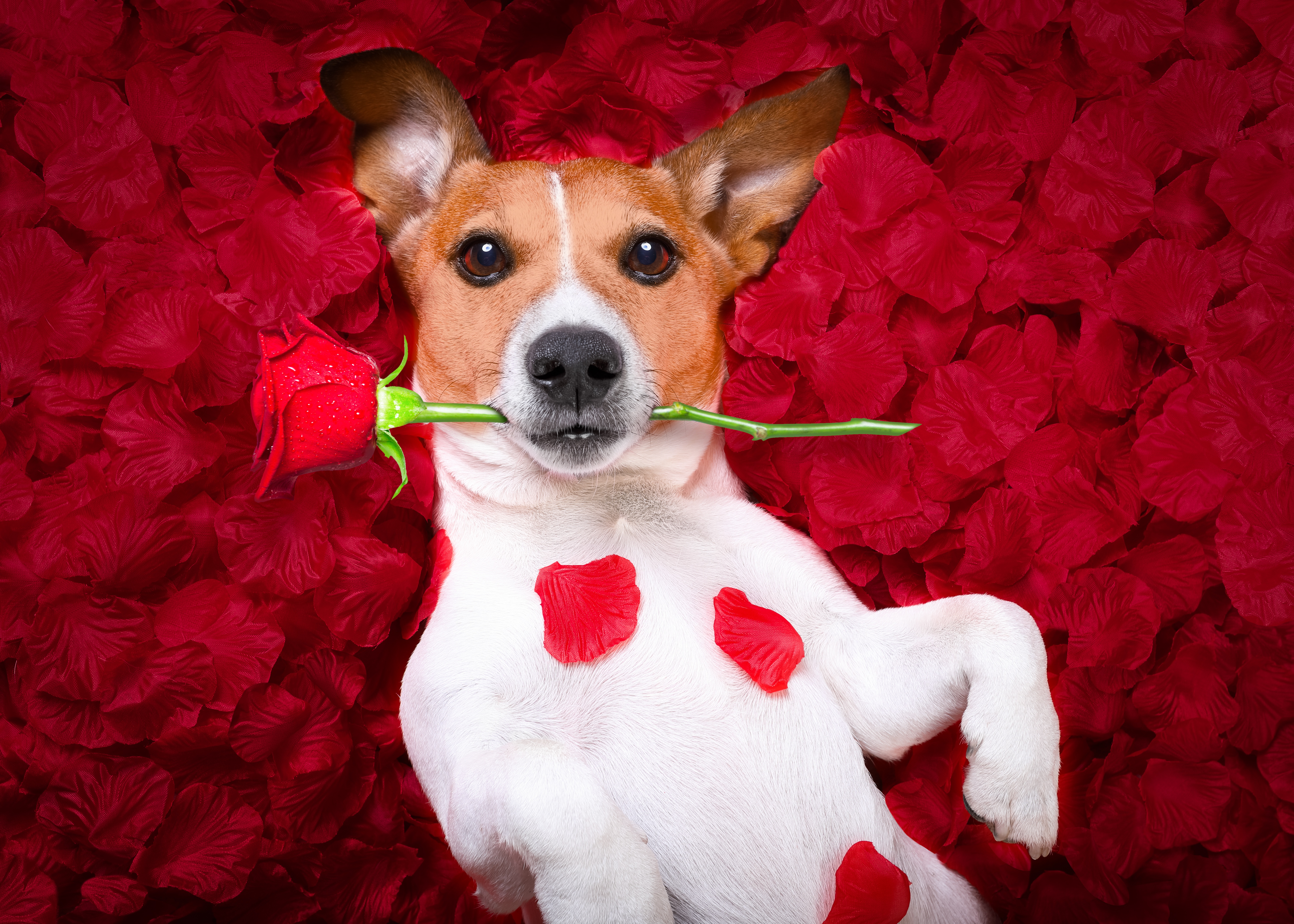 Laden Sie das Tiere, Hunde, Blume, Rose, Hund, Blütenblatt, Jack Russell Terrier-Bild kostenlos auf Ihren PC-Desktop herunter