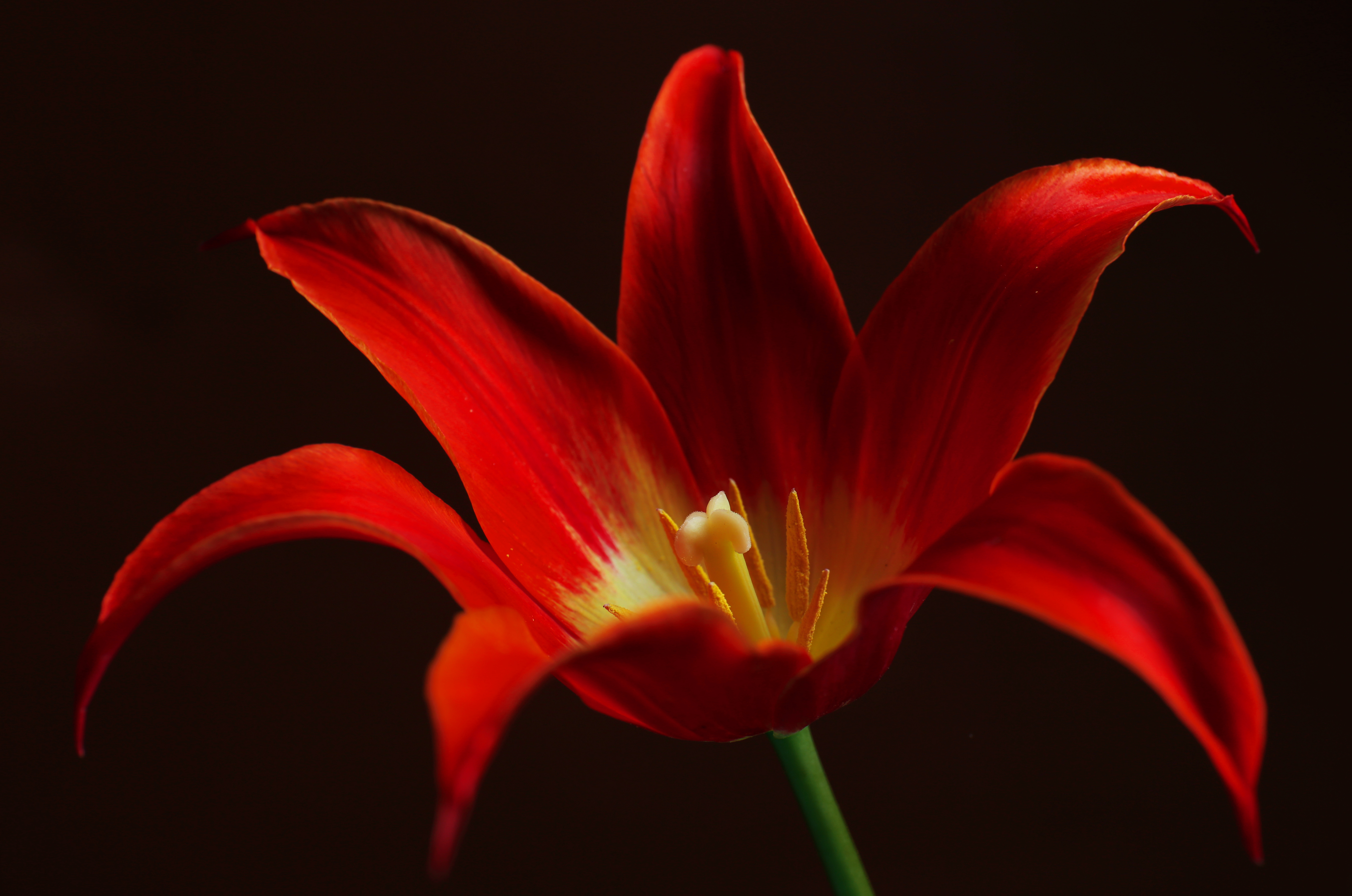 Téléchargez gratuitement l'image Fleurs, Fleur, Terre/nature sur le bureau de votre PC