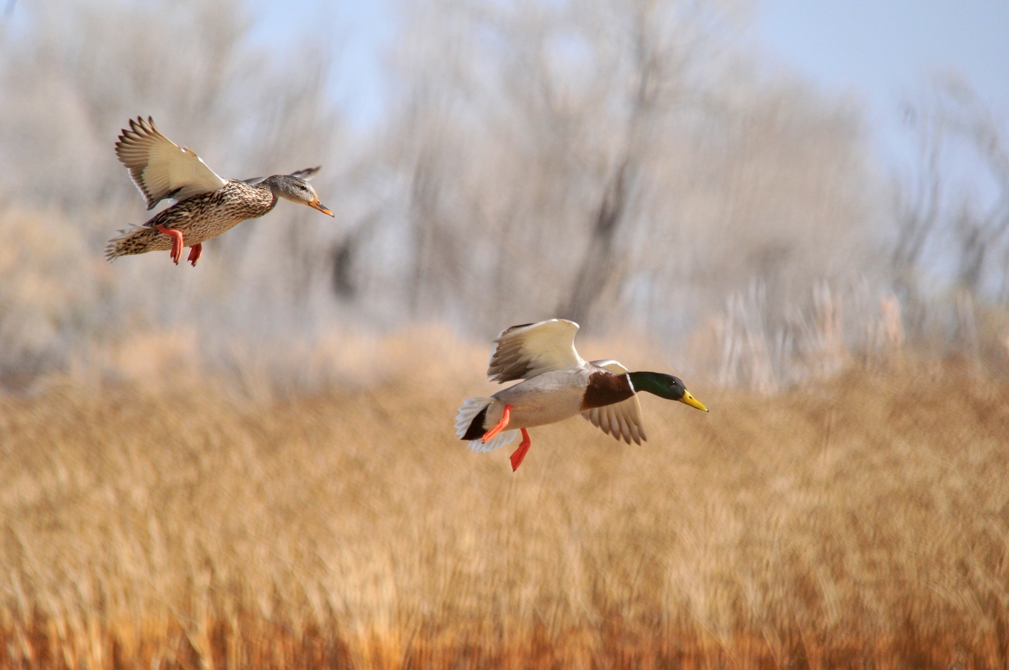 animal, mallard, bird, duck, flying, motion blur, birds