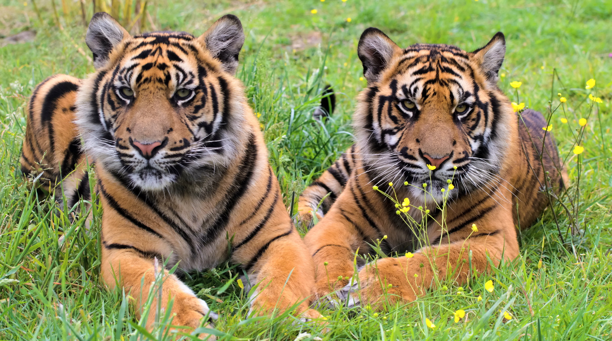 Téléchargez gratuitement l'image Animaux, Chats, Tigre sur le bureau de votre PC