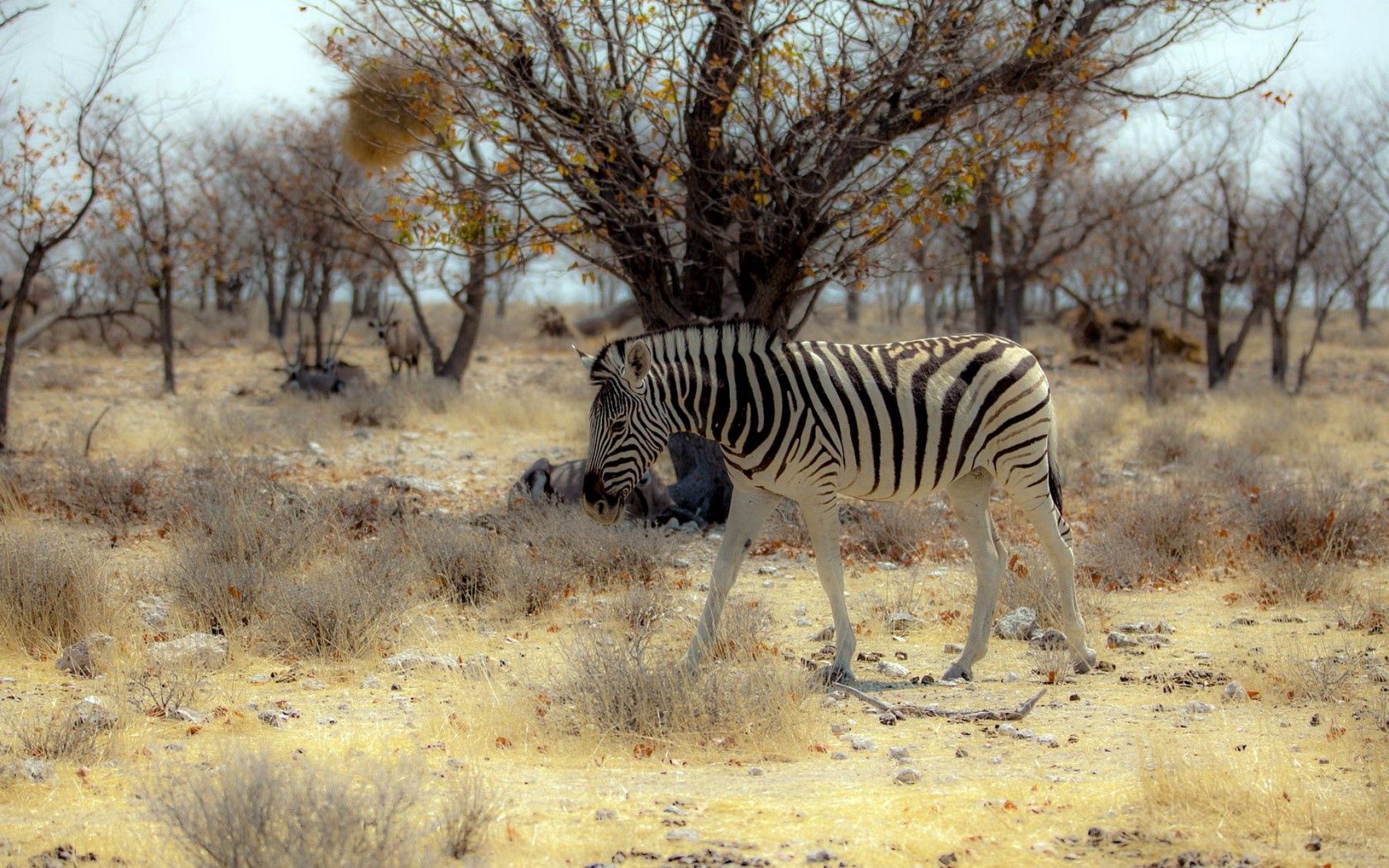 Descarga gratis la imagen Naturaleza, Cebra, África, Animales en el escritorio de tu PC
