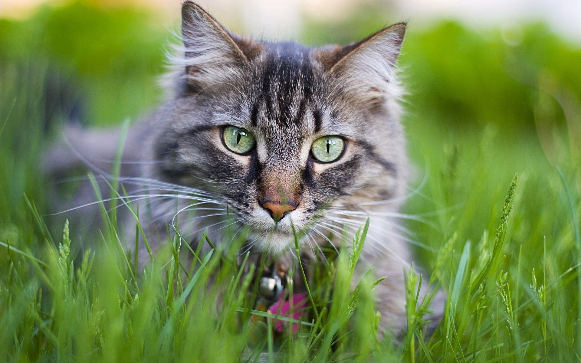 Free download wallpaper Animals, Grass, Fluffy, Muzzle, Collar, Cat on your PC desktop