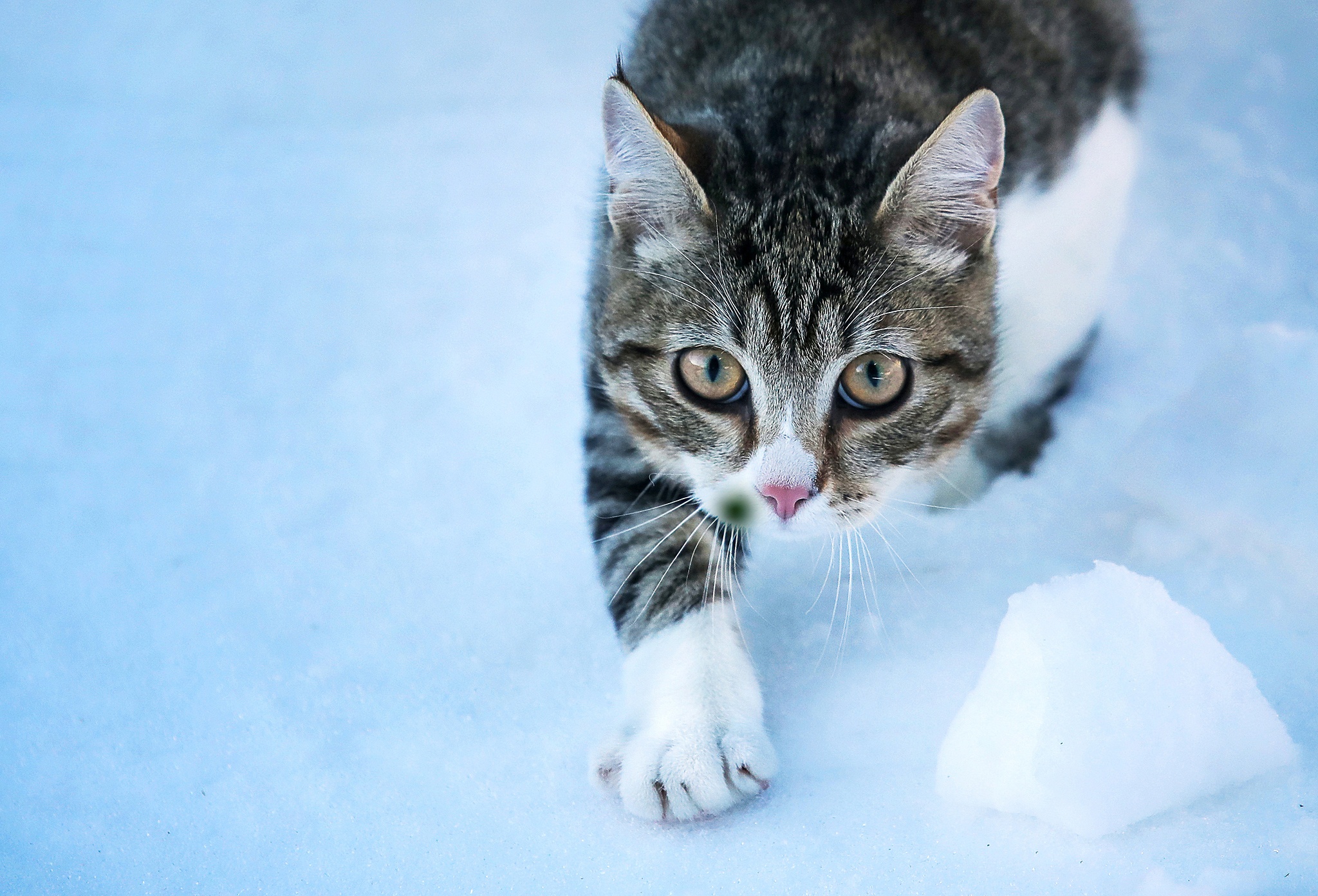 Laden Sie das Tiere, Katzen, Katze, Starren-Bild kostenlos auf Ihren PC-Desktop herunter