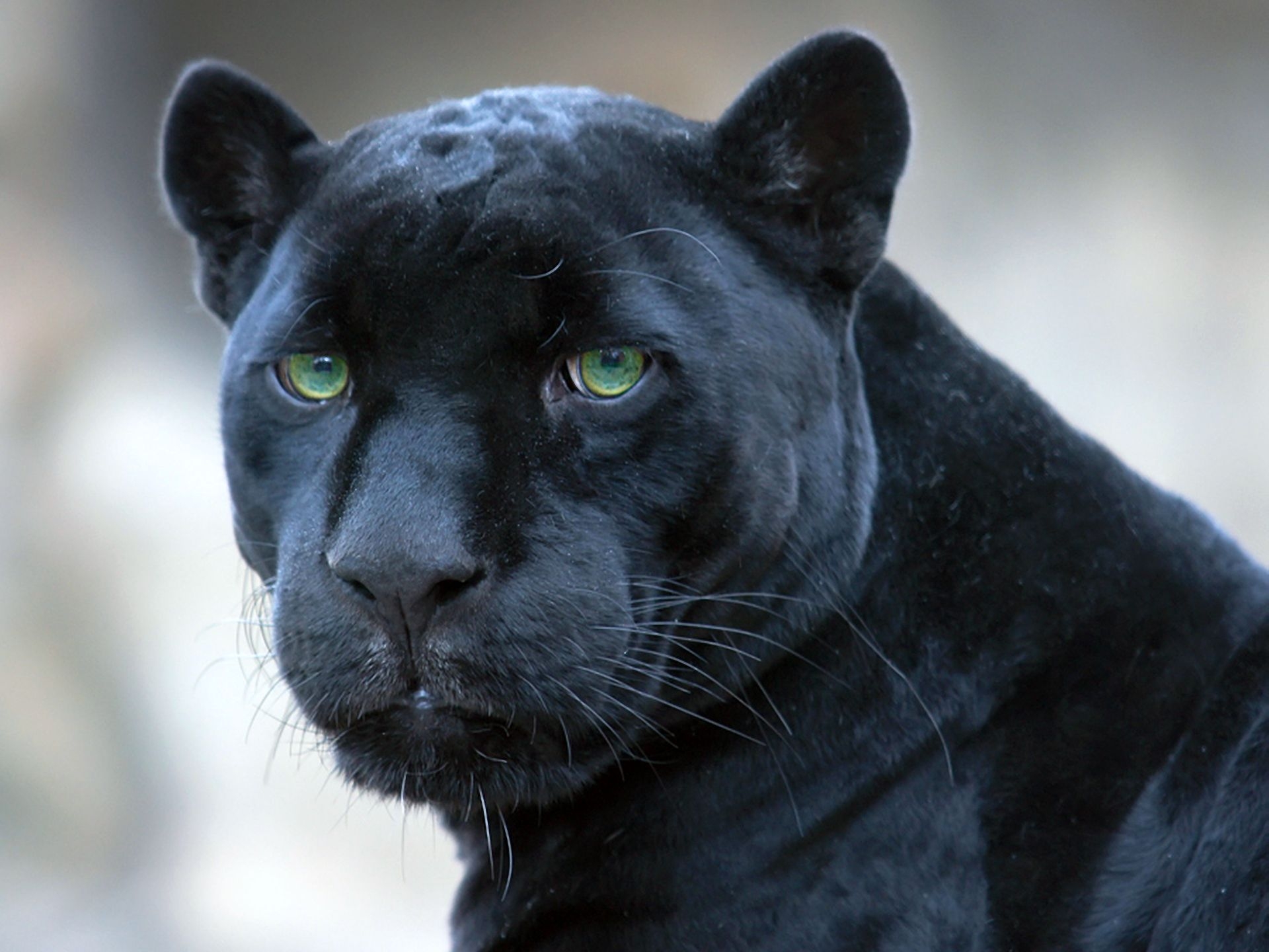 Download mobile wallpaper Animals, Muzzle, Predator, Big Cat, Panther for free.