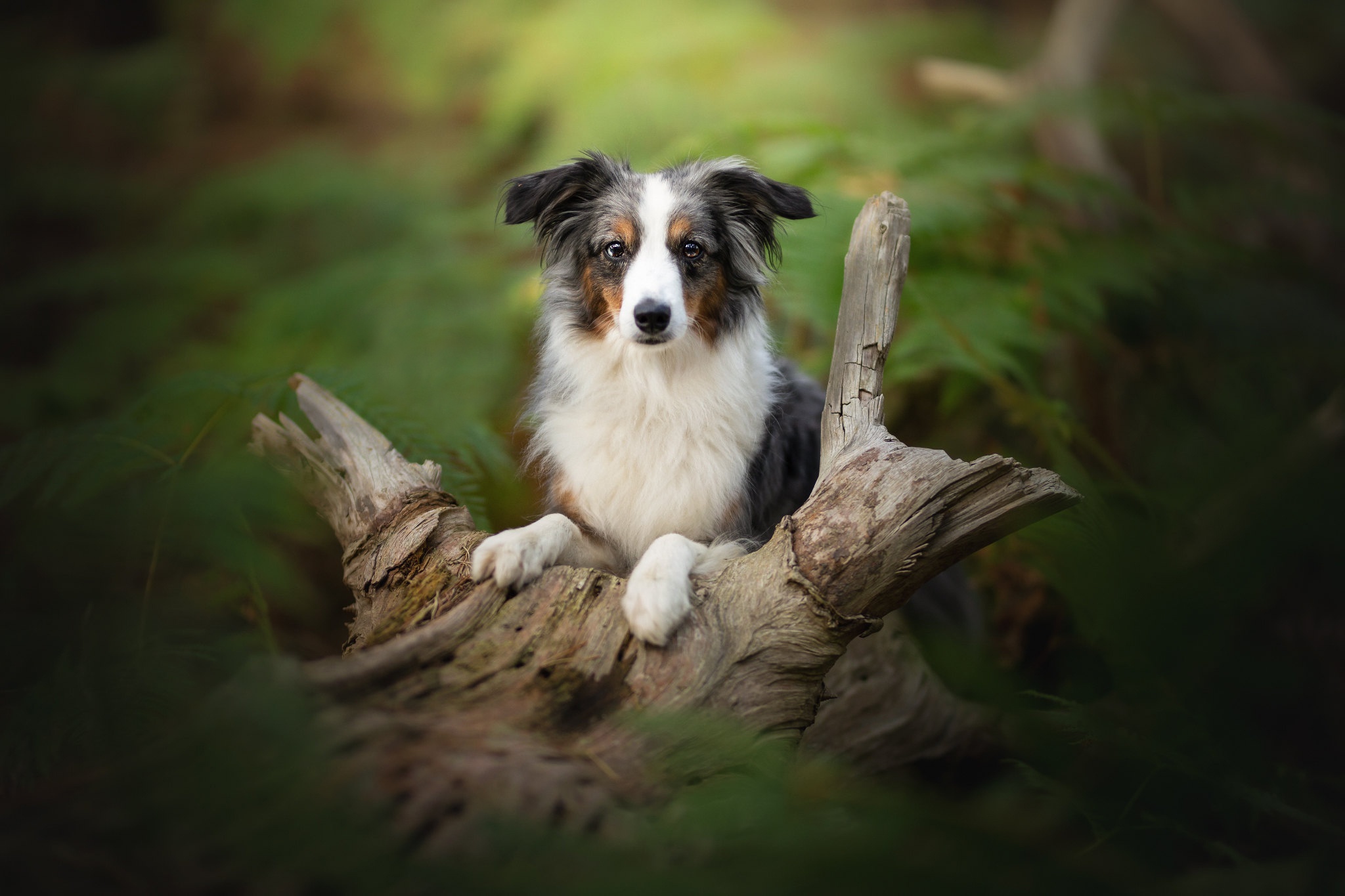 PCデスクトップに動物, 犬, オーストラリアン シェパード画像を無料でダウンロード